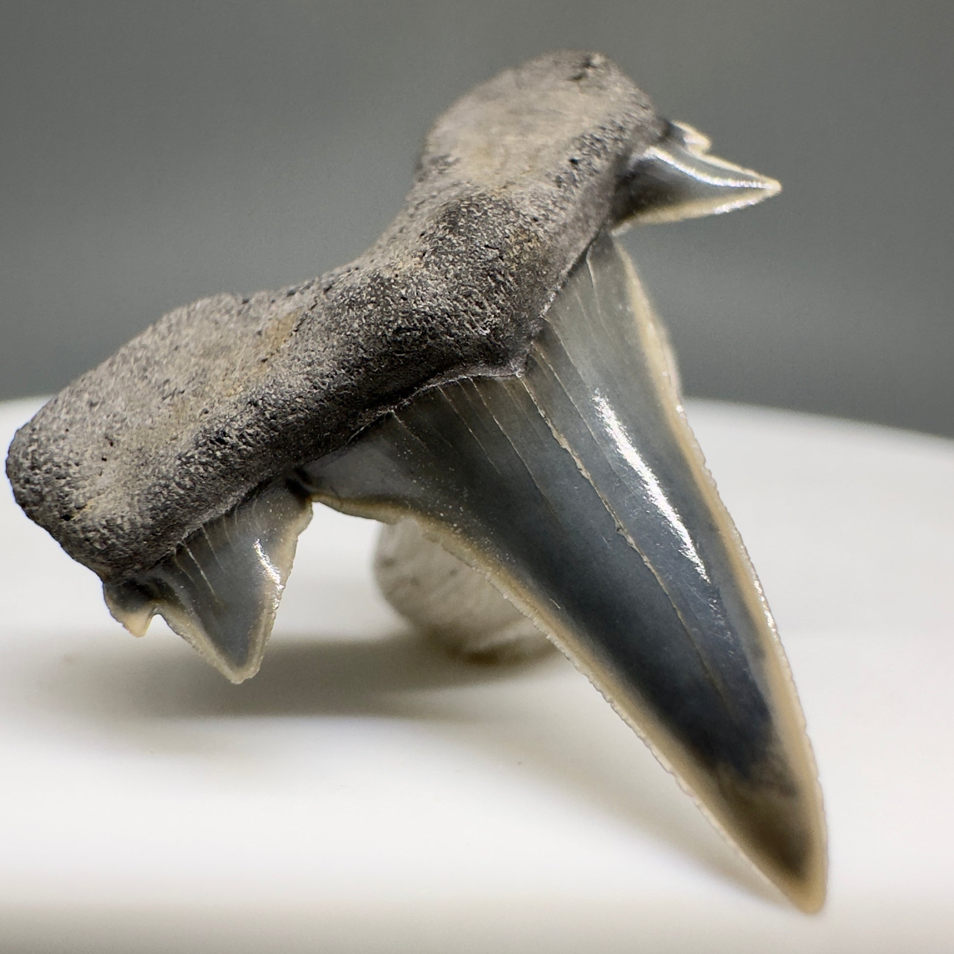 Rare 0.93" Fossil Extinct Mackerel Shark tooth - Otodus obliquus - St. Stephen, SC R621 - Front Left