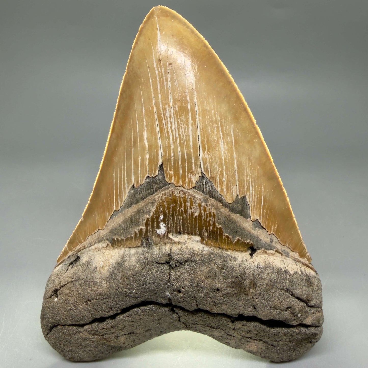 Front View Colorful, sharply serrated 4.80" Authentic Megalodon Tooth – North Carolina Fossil | Carcharocles megalodon MJ109 - 3