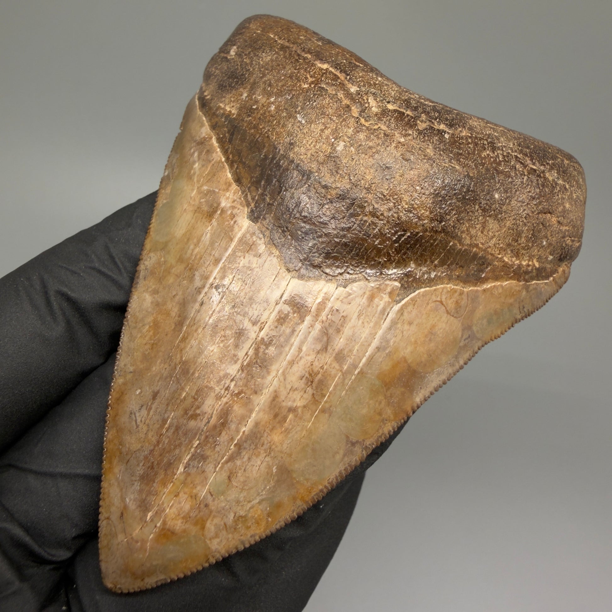 Front Right View Exquisite, collector's quality 3.51" Megalodon Tooth from the Saint Mary's River, GA CM5517 