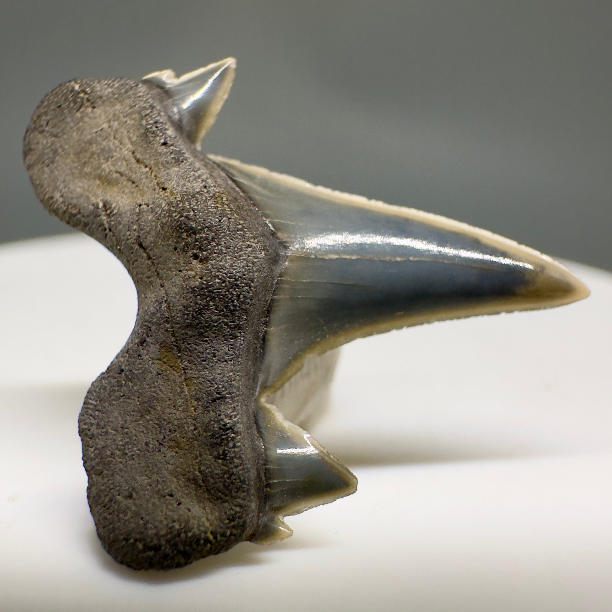 Rare 0.93" Fossil Extinct Mackerel Shark tooth - Otodus obliquus - St. Stephen, SC R621 - Front1