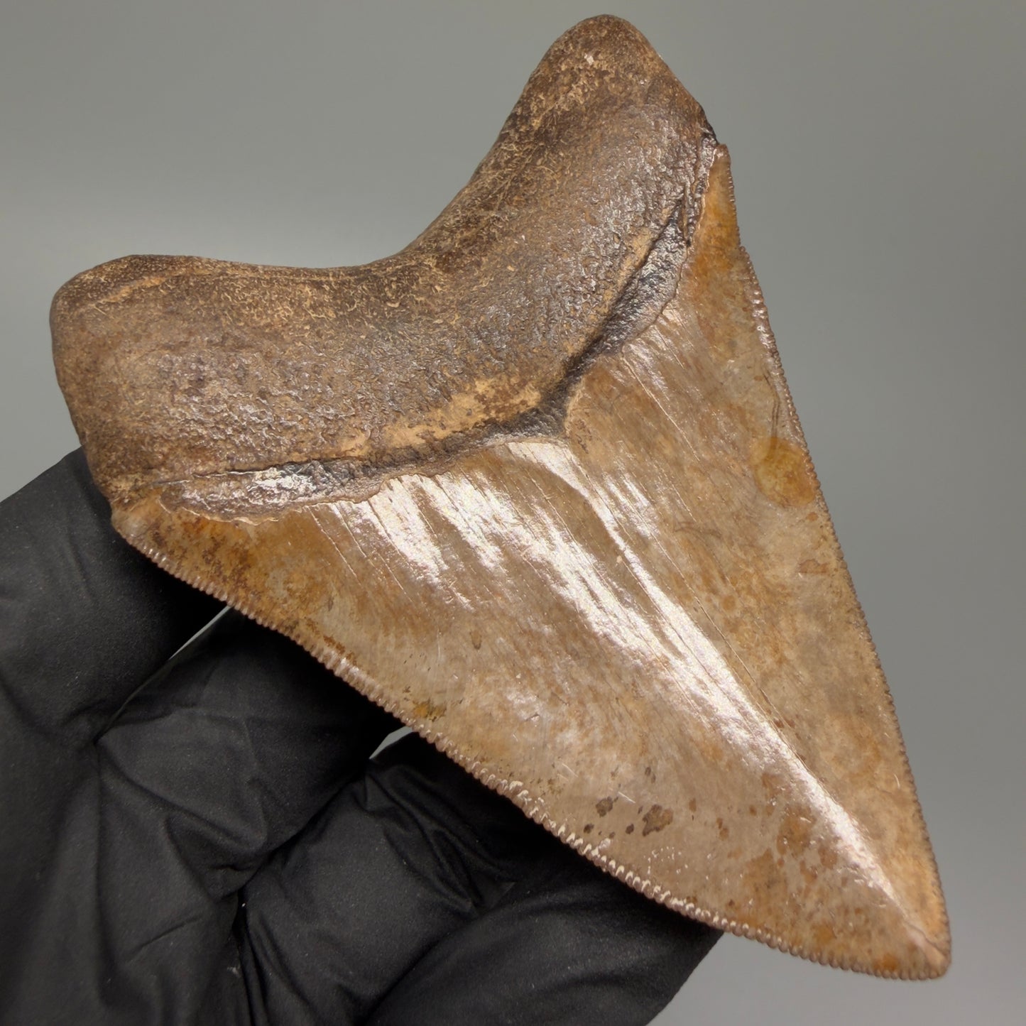 Back Left View Exquisite, collector's quality 3.51" Megalodon Tooth from the Saint Mary's River, GA CM5517 