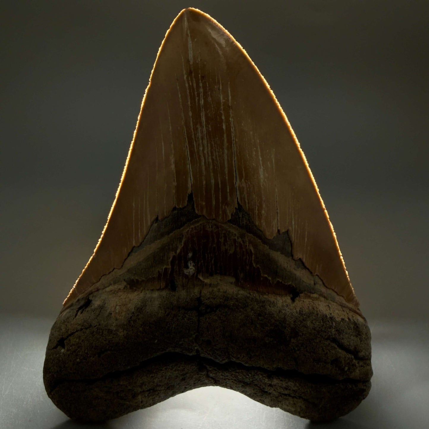 Front View Colorful, sharply serrated 4.80" Authentic Megalodon Tooth – North Carolina Fossil | Carcharocles megalodon MJ109 - 2