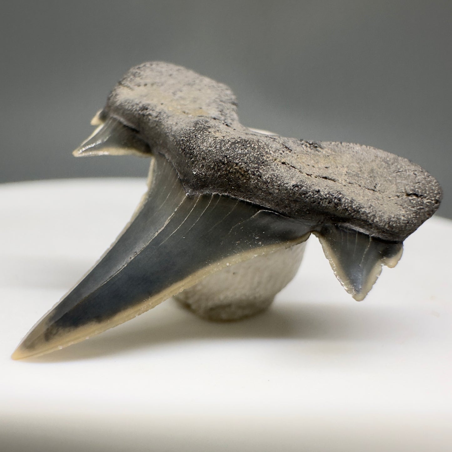 Rare 0.93" Fossil Extinct Mackerel Shark tooth - Otodus obliquus - St. Stephen, SC R621 - Front Right