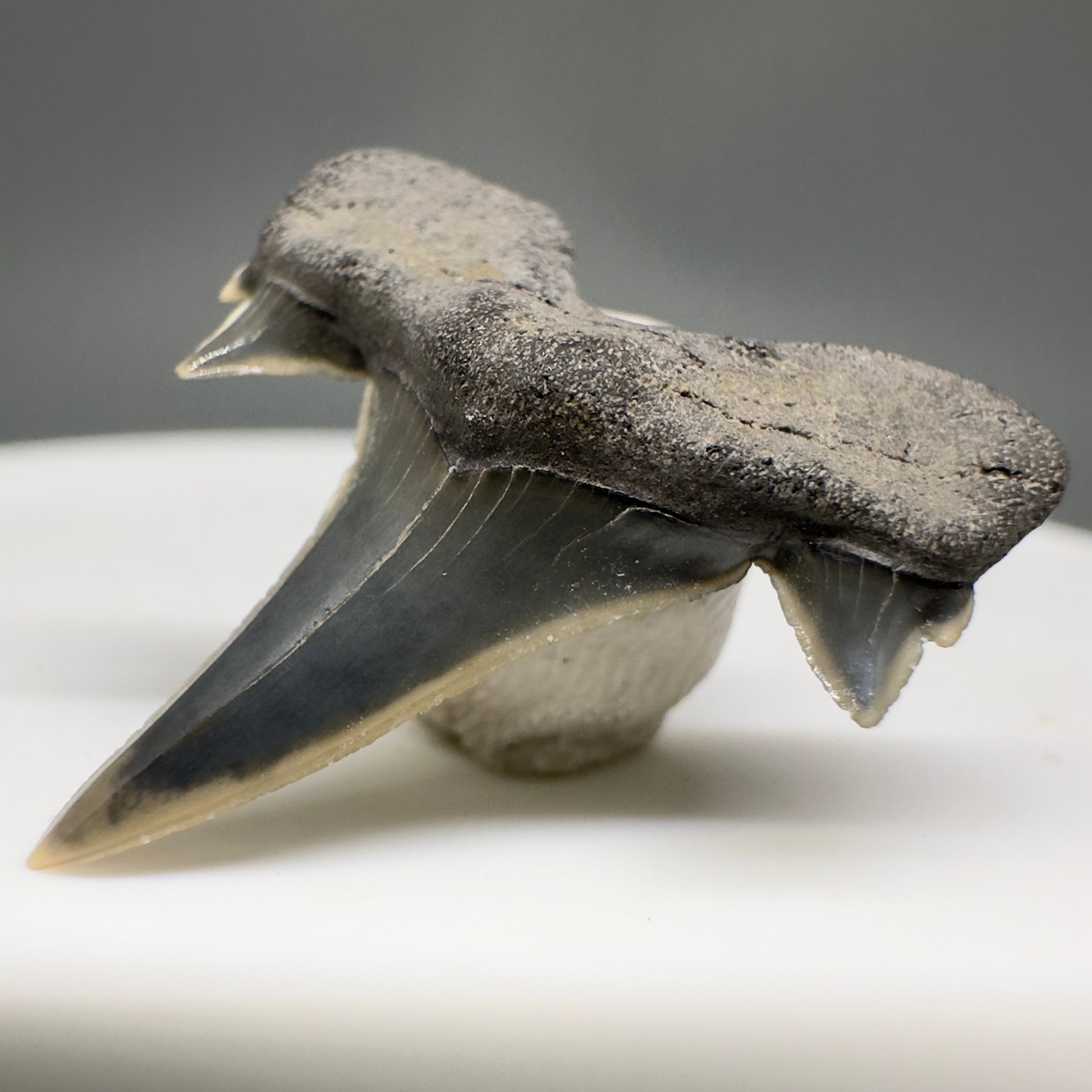 Rare 0.93" Fossil Extinct Mackerel Shark tooth - Otodus obliquus - St. Stephen, SC R621 - Front Right