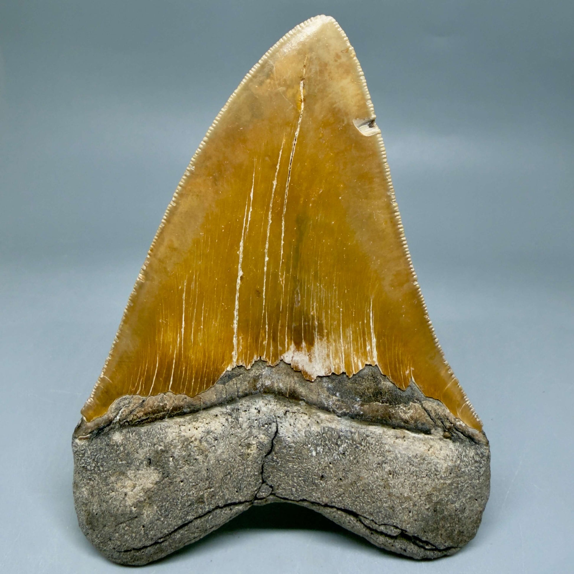Back View Colorful, sharply serrated 4.80" Authentic Megalodon Tooth – North Carolina Fossil | Carcharocles megalodon MJ109