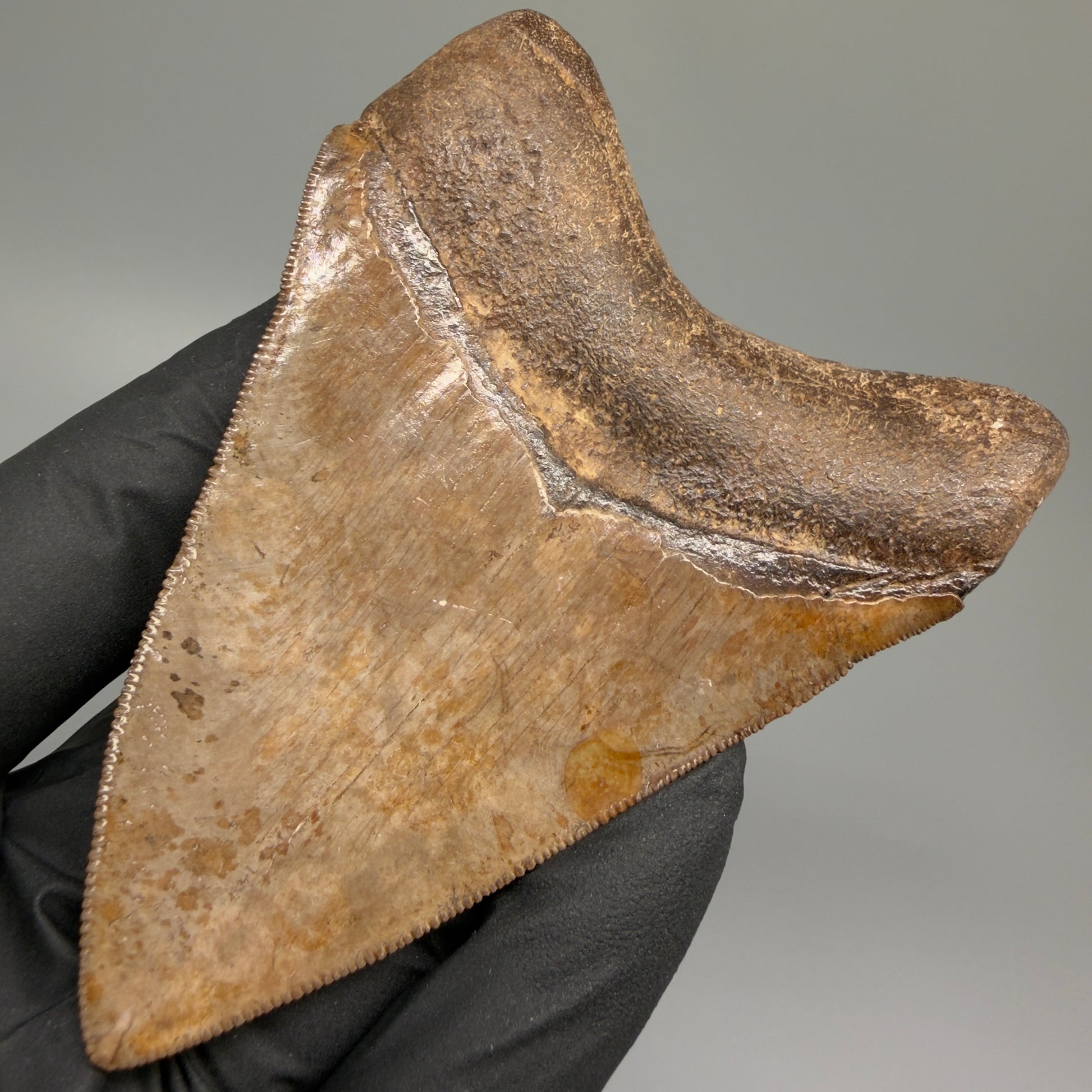 Back Right View Exquisite, collector's quality 3.51" Megalodon Tooth from the Saint Mary's River, GA CM5517 