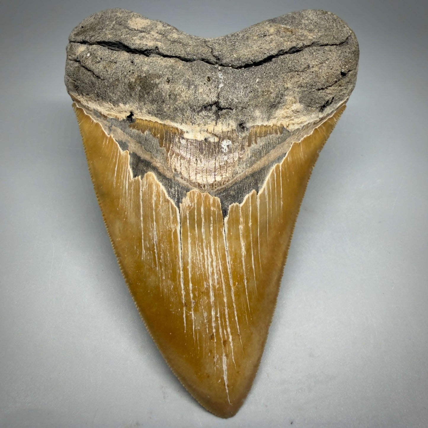 Front View Colorful, sharply serrated 4.80" Authentic Megalodon Tooth – North Carolina Fossil | Carcharocles megalodon MJ109 - 1