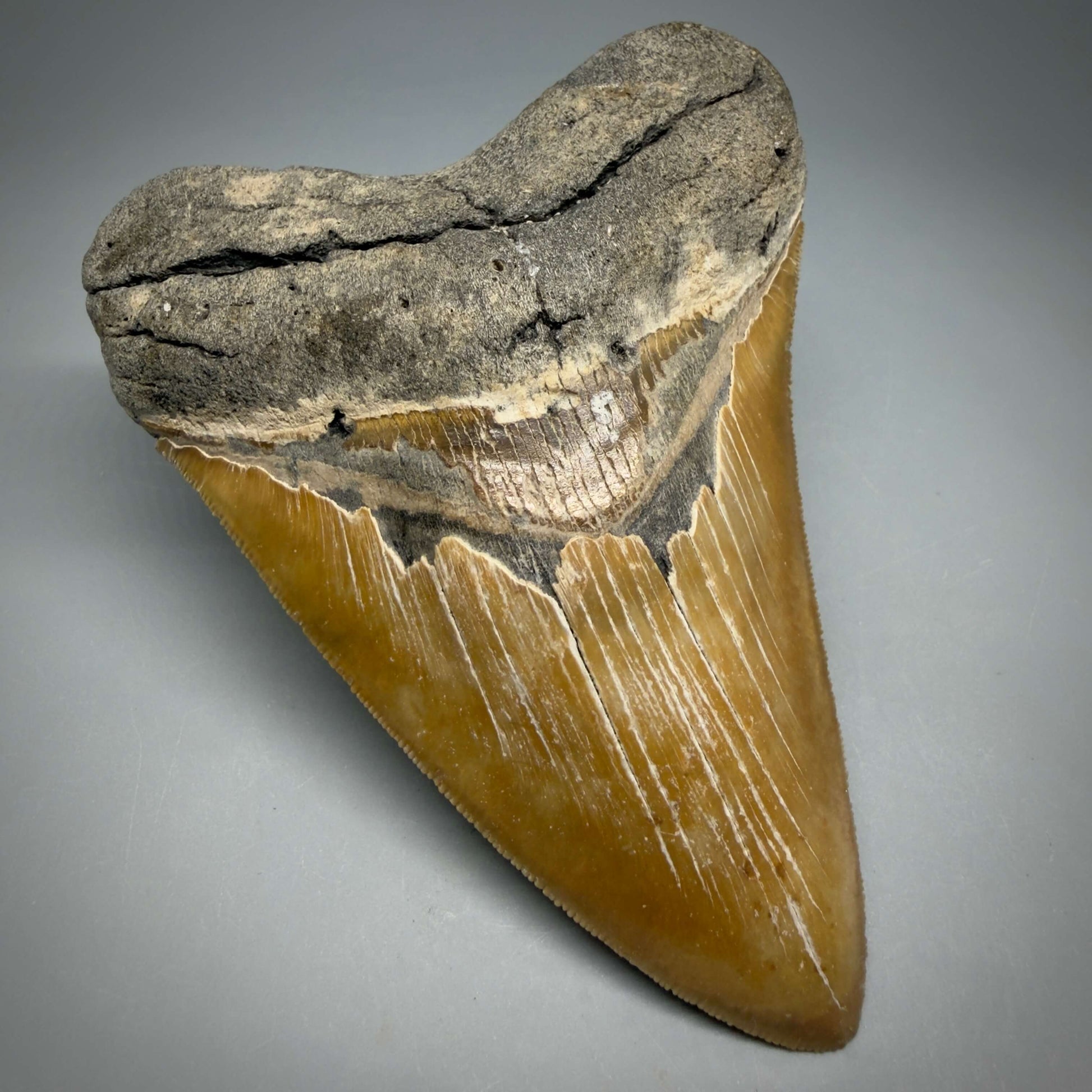Front Left View Colorful, sharply serrated 4.80" Authentic Megalodon Tooth – North Carolina Fossil | Carcharocles megalodon MJ109