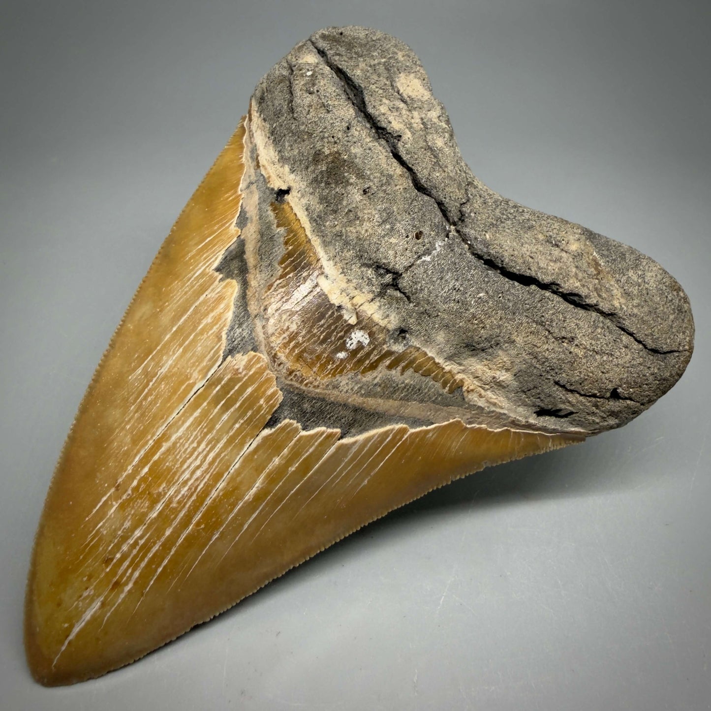 Front Right View Colorful, sharply serrated 4.80" Authentic Megalodon Tooth – North Carolina Fossil | Carcharocles megalodon MJ109