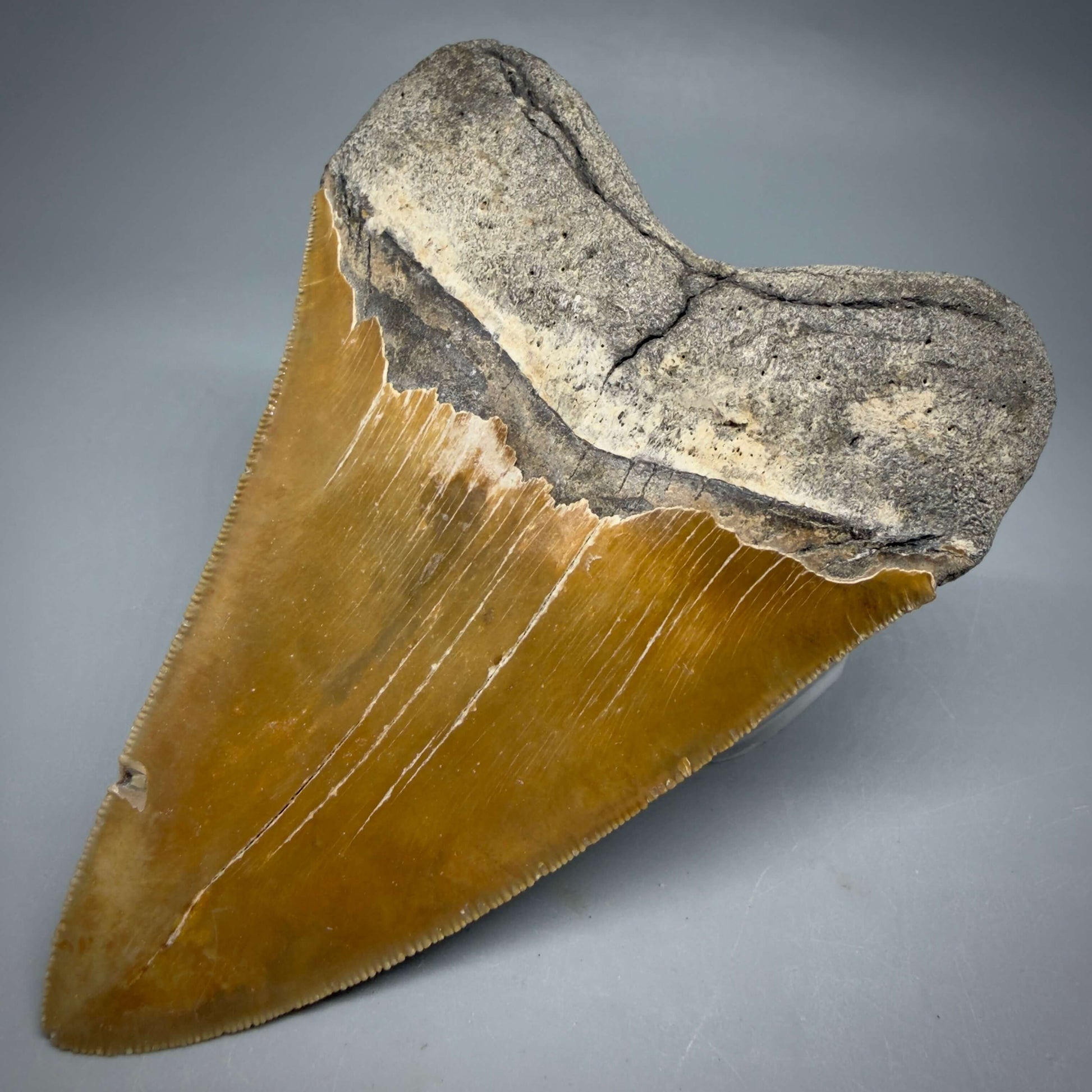 Back Right View Colorful, sharply serrated 4.80" Authentic Megalodon Tooth – North Carolina Fossil | Carcharocles megalodon MJ109