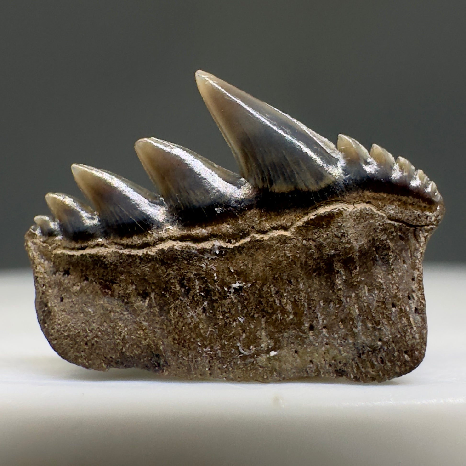 Rare 0.54" wide Fossil Notorynchus serratissimus - Sevengill Cow Shark Tooth from England R622 - Back