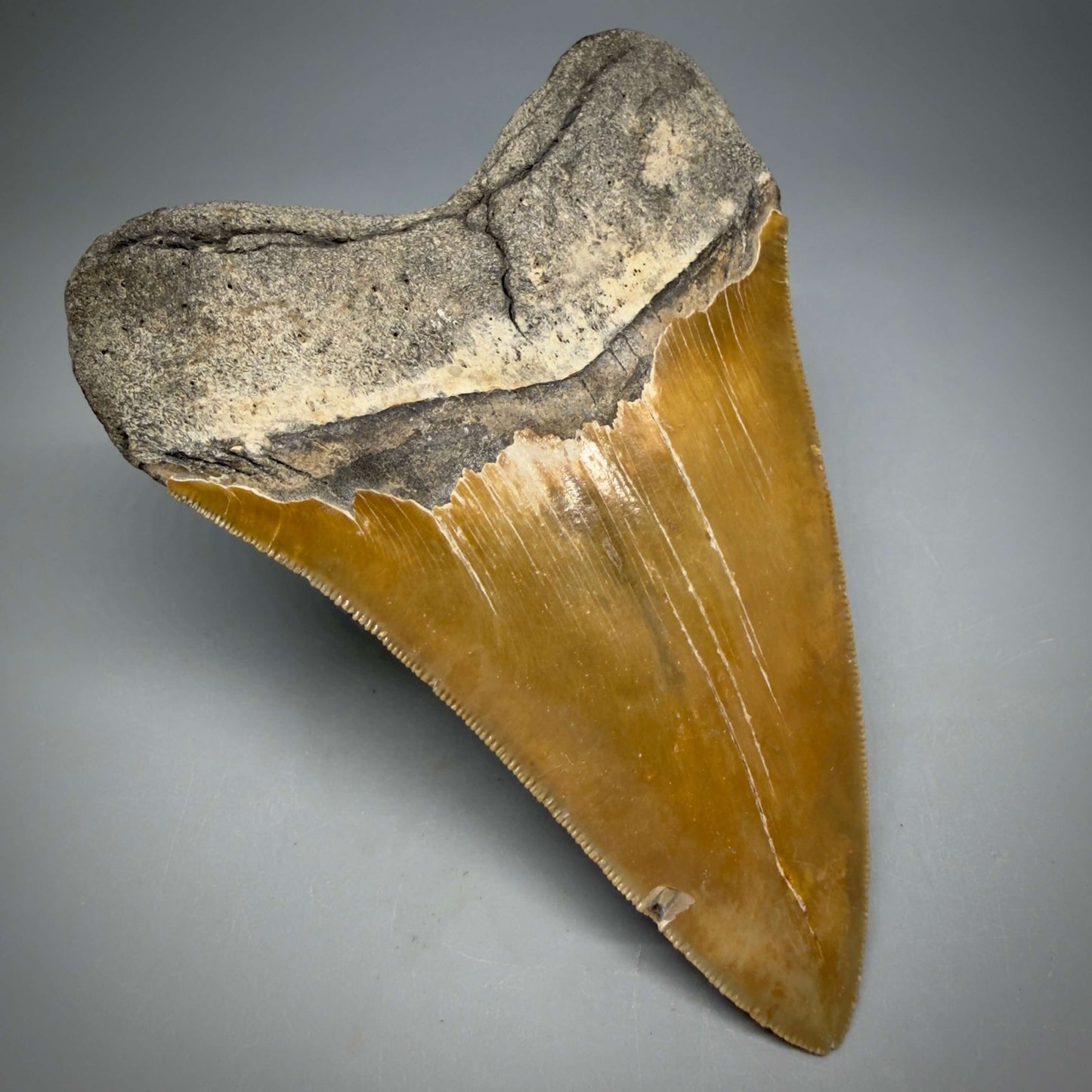 Back Left View Colorful, sharply serrated 4.80" Authentic Megalodon Tooth – North Carolina Fossil | Carcharocles megalodon MJ109