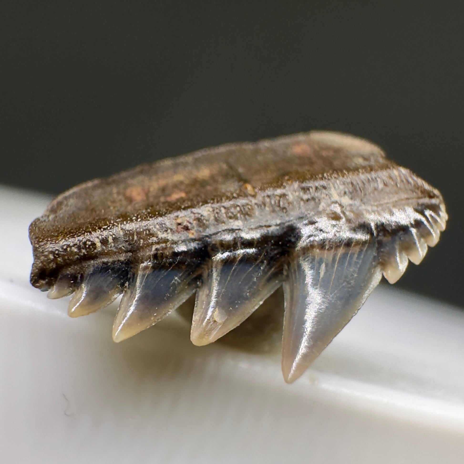 Rare 0.54" wide Fossil Notorynchus serratissimus - Sevengill Cow Shark Tooth from England R622 - Front Left