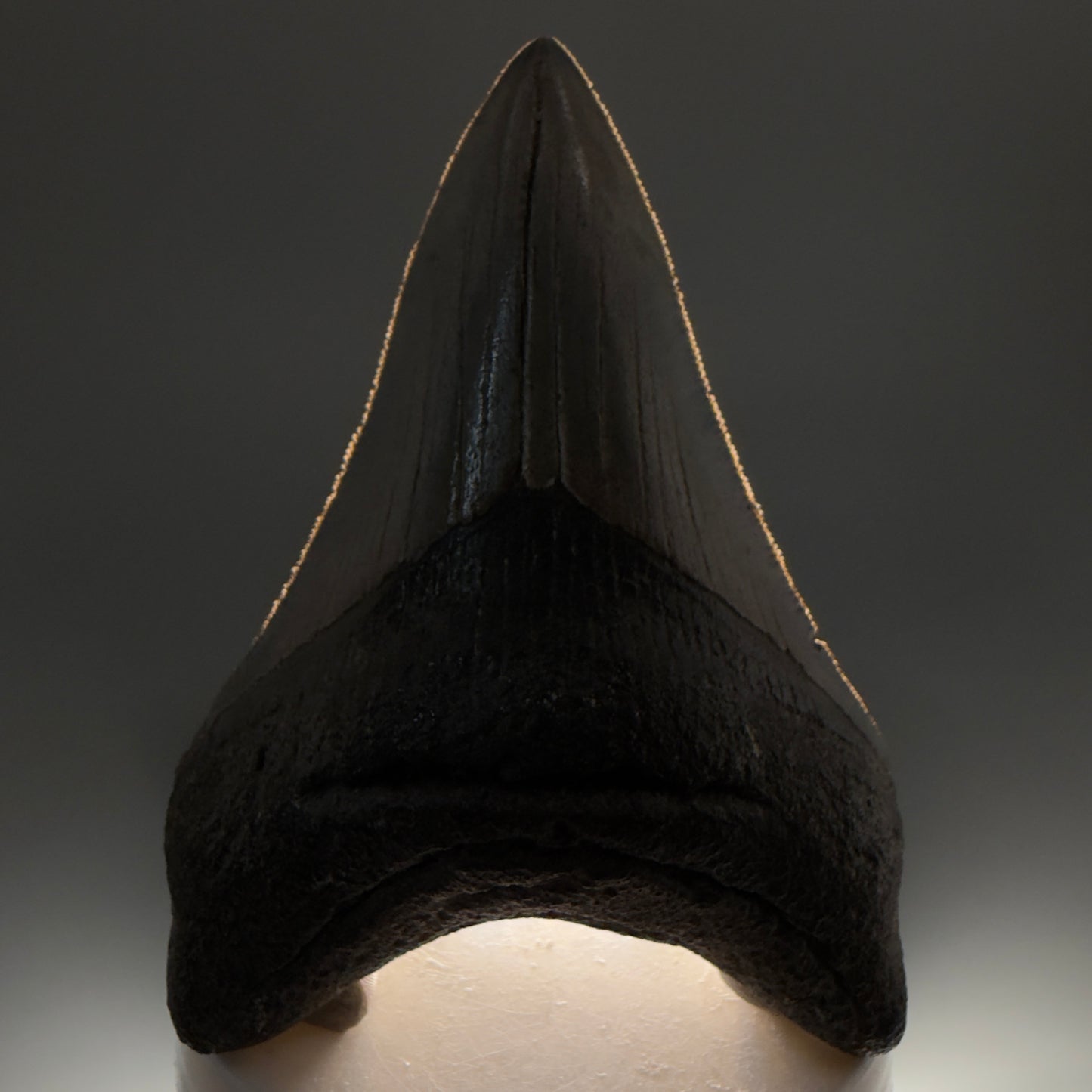 Front View Authentic Lower 3.62" Collector Megalodon Tooth – Colorful Fossil Megalodon Tooth from South Carolina for Sale CM5518 - 1