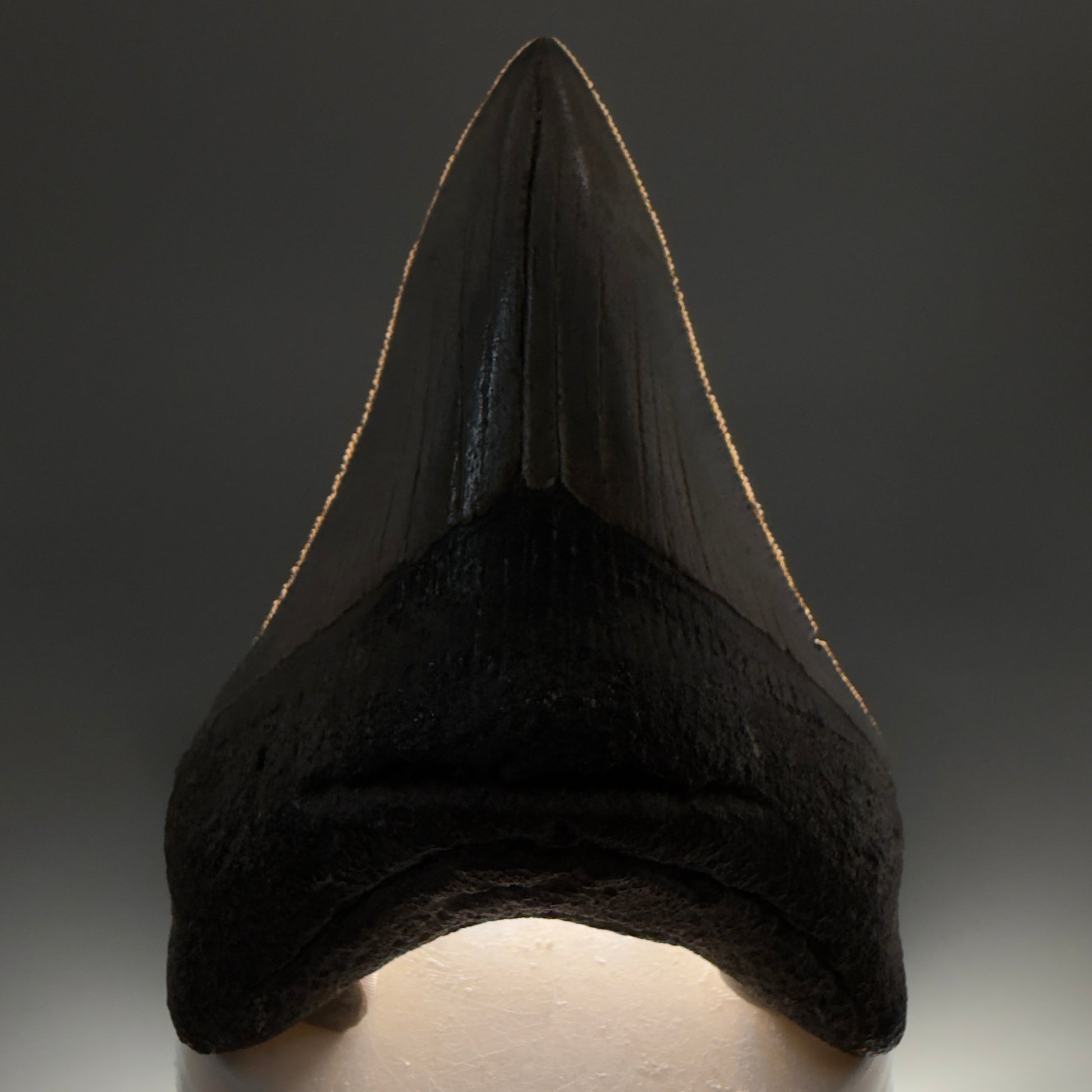 Front View Authentic Lower 3.62" Collector Megalodon Tooth – Colorful Fossil Megalodon Tooth from South Carolina for Sale CM5518 - 1