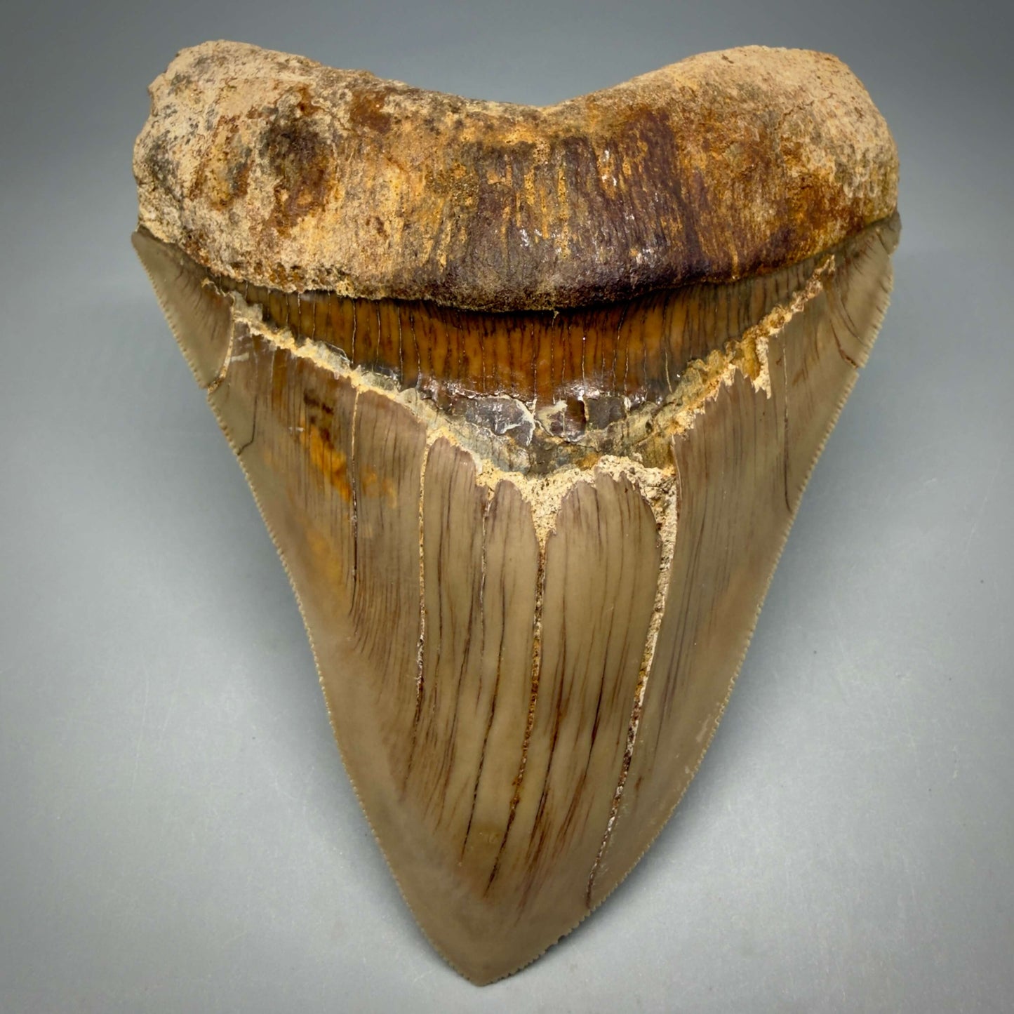 Front View Collector's Quality 4.86" Fossil Megalodon Shark Tooth from West Java, Indonesia MJ180 - 1