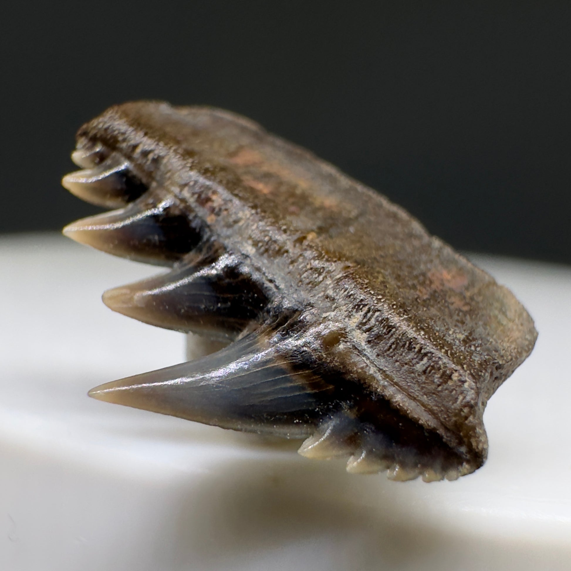 Rare 0.54" wide Fossil Notorynchus serratissimus - Sevengill Cow Shark Tooth from England R622 - Front Right