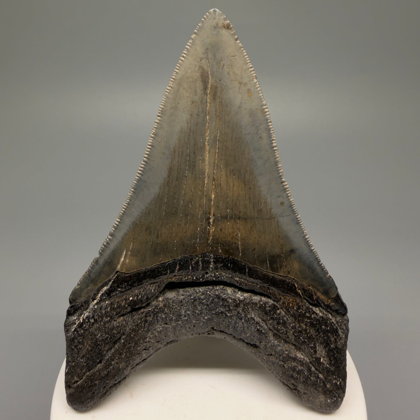Back View Authentic Lower 3.62" Collector Megalodon Tooth – Colorful Fossil Megalodon Tooth from South Carolina for Sale CM5518