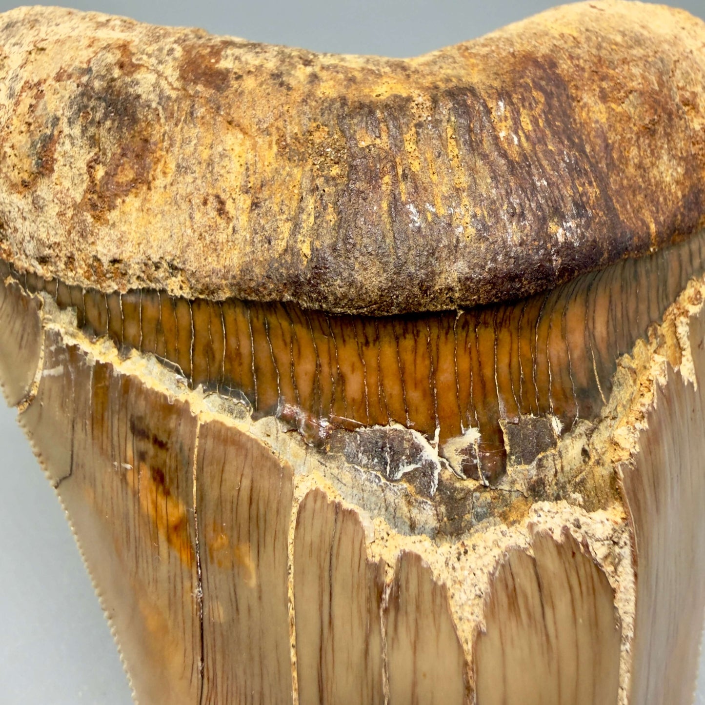 Front Bourlette View Collector's Quality 4.86" Fossil Megalodon Shark Tooth from West Java, Indonesia MJ180