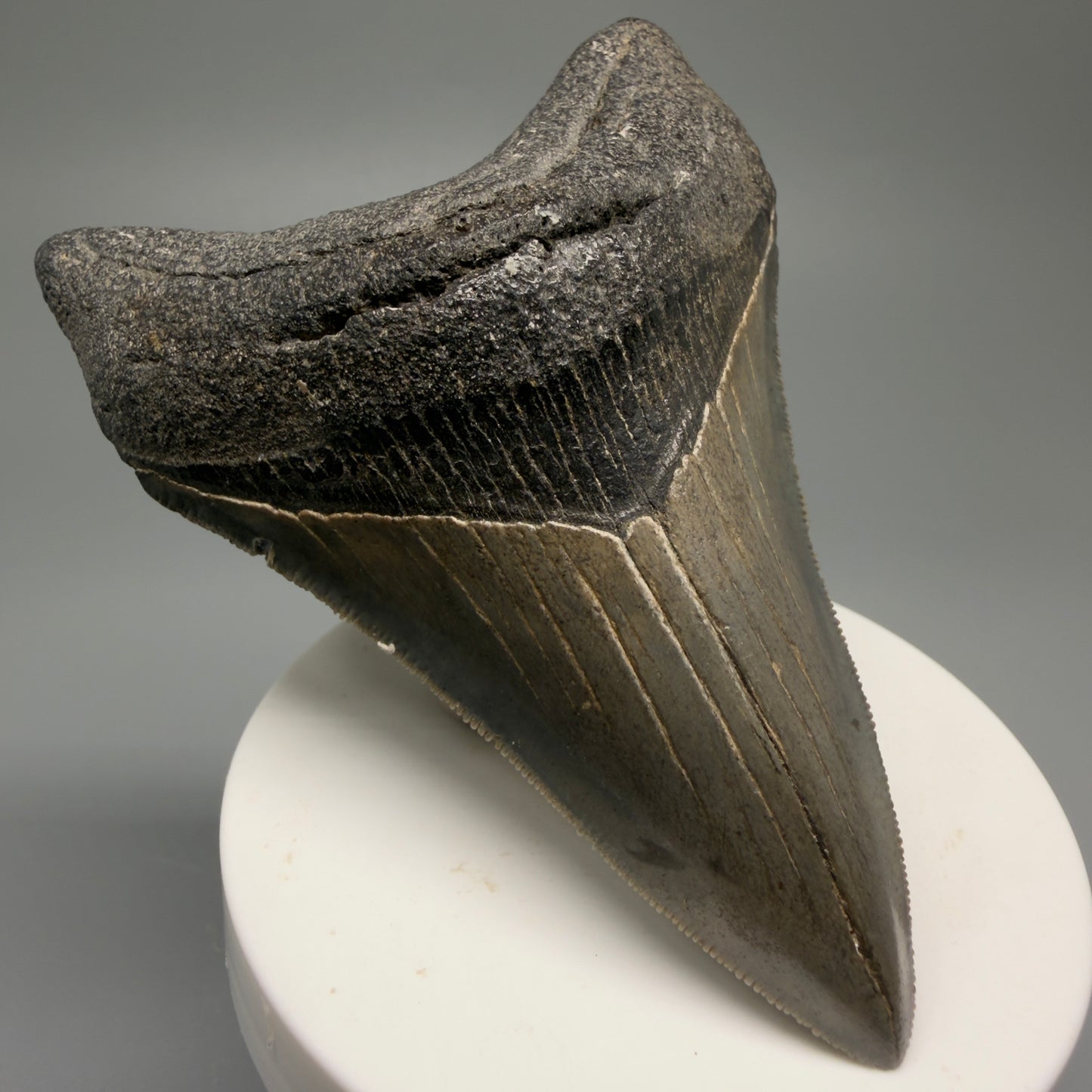 Front Left View Authentic Lower 3.62" Collector Megalodon Tooth – Colorful Fossil Megalodon Tooth from South Carolina for Sale CM5518