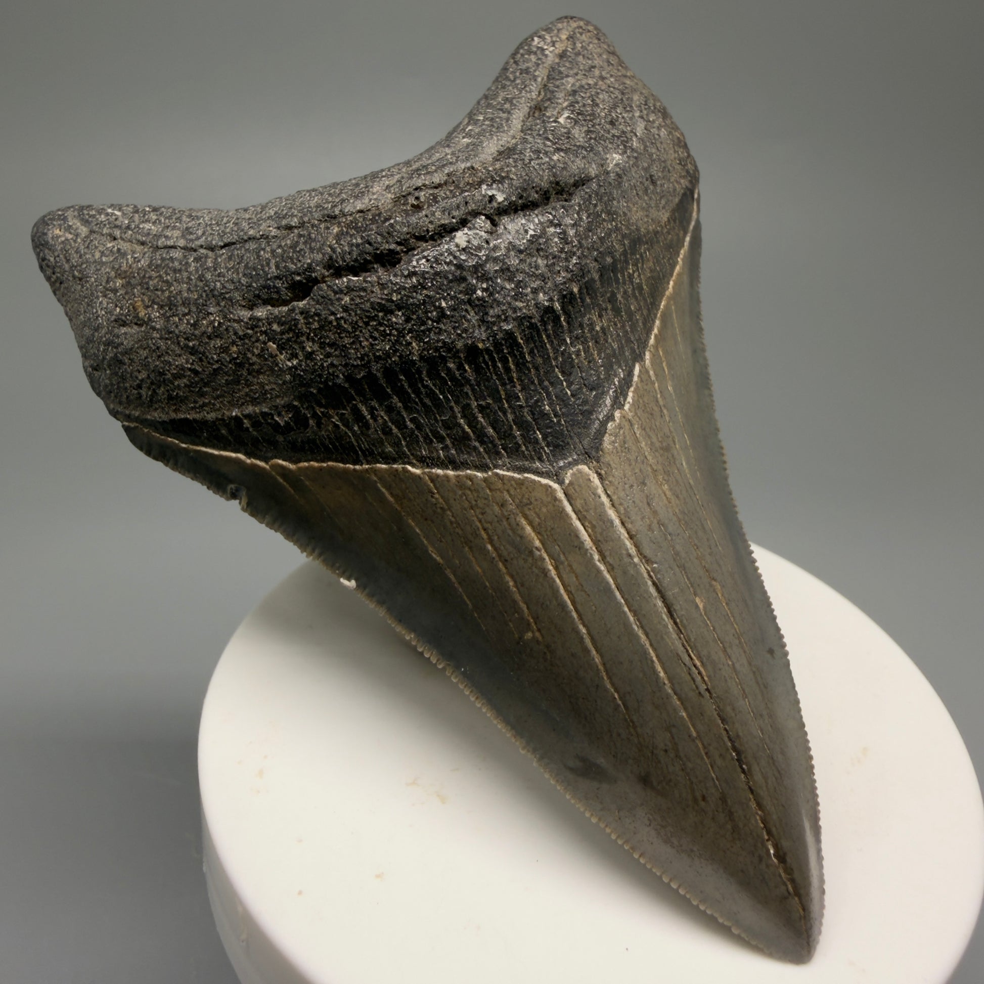 Front Left View Authentic Lower 3.62" Collector Megalodon Tooth – Colorful Fossil Megalodon Tooth from South Carolina for Sale CM5518