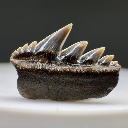 Rare 0.54" wide Fossil Notorynchus serratissimus - Sevengill Cow Shark Tooth from England R622 - Front