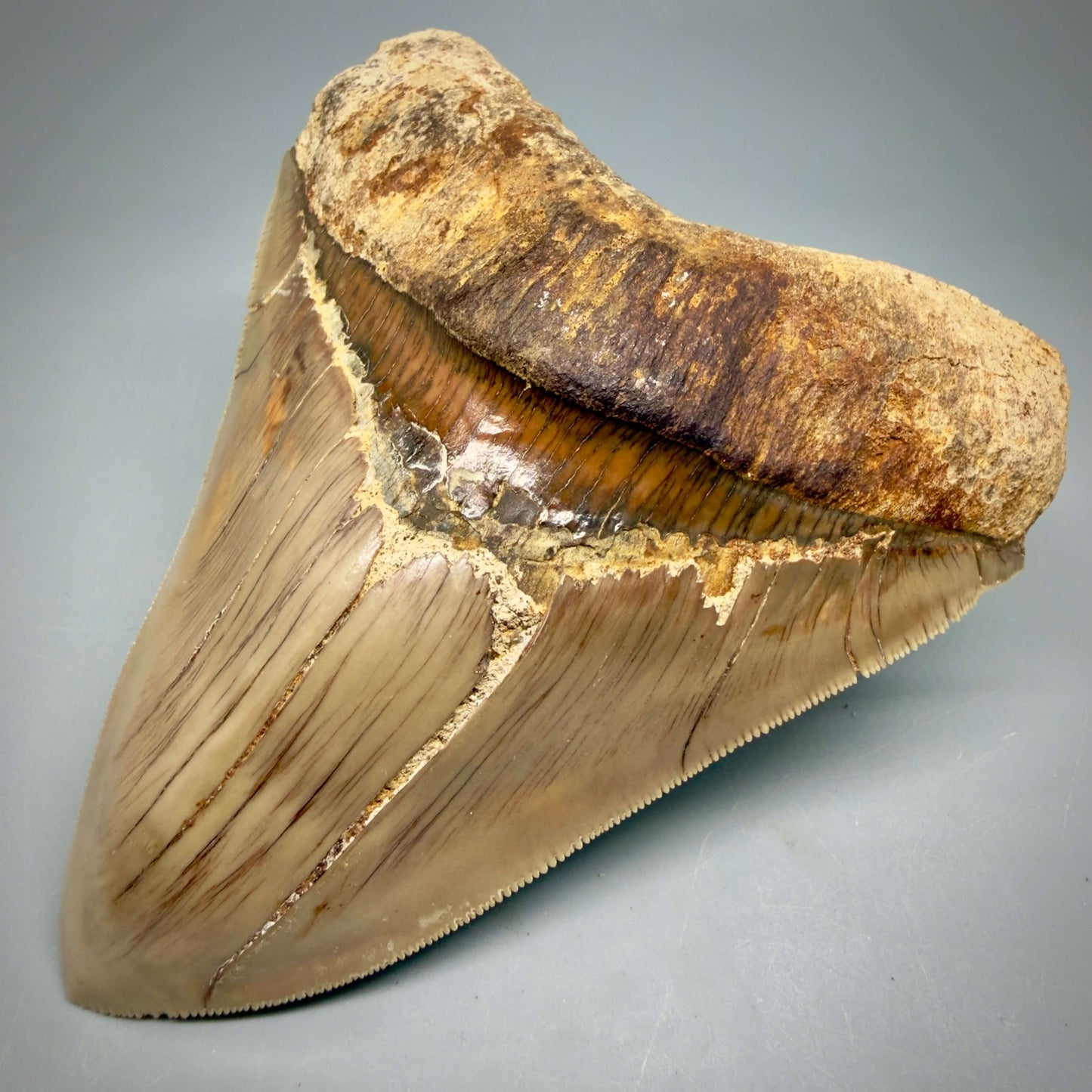 Front Right View Collector's Quality 4.86" Fossil Megalodon Shark Tooth from West Java, Indonesia MJ180