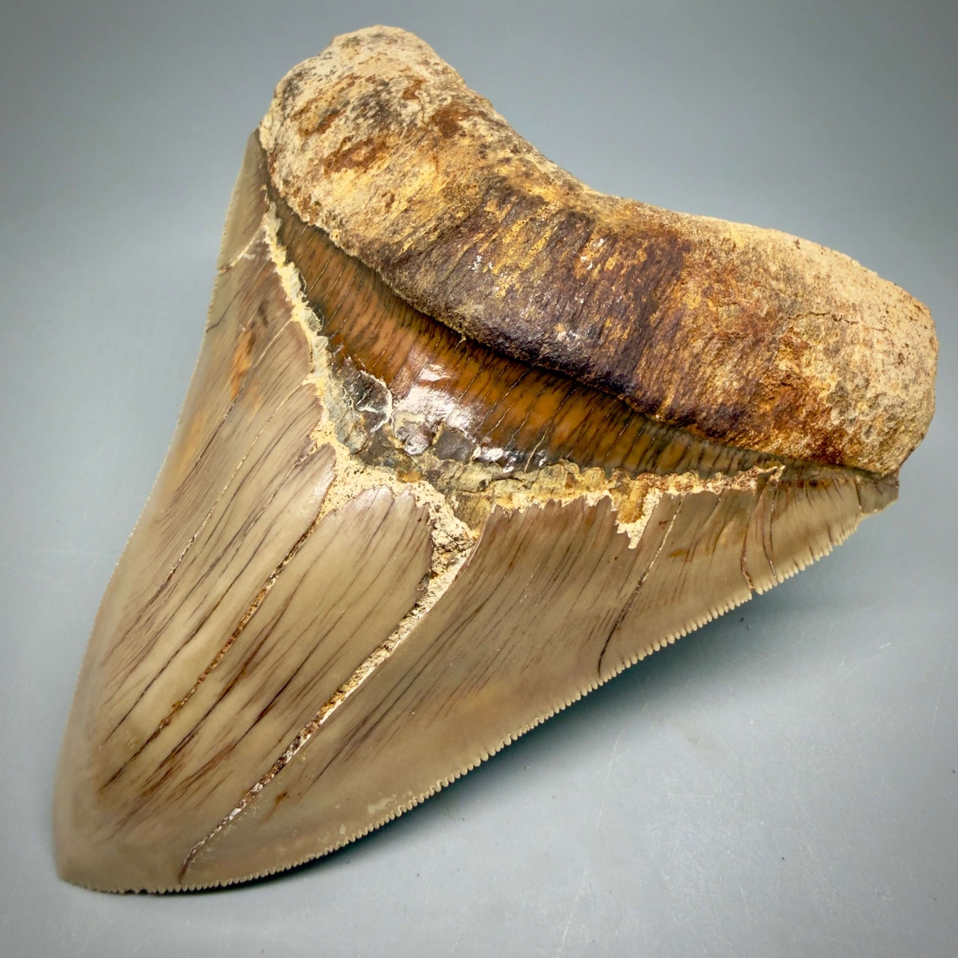 Front Right View Collector's Quality 4.86" Fossil Megalodon Shark Tooth from West Java, Indonesia MJ180