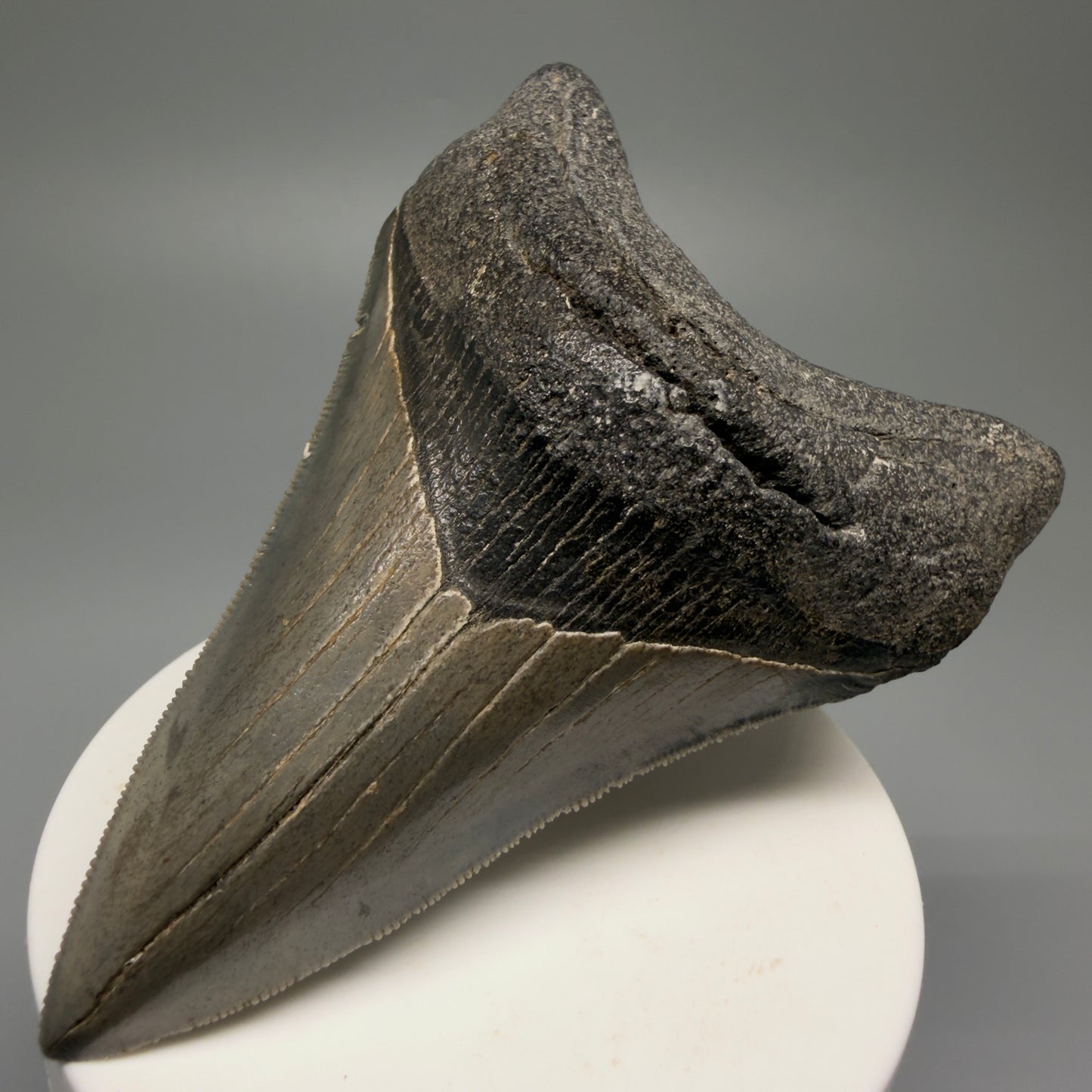 Front Right View Authentic Lower 3.62" Collector Megalodon Tooth – Colorful Fossil Megalodon Tooth from South Carolina for Sale CM5518