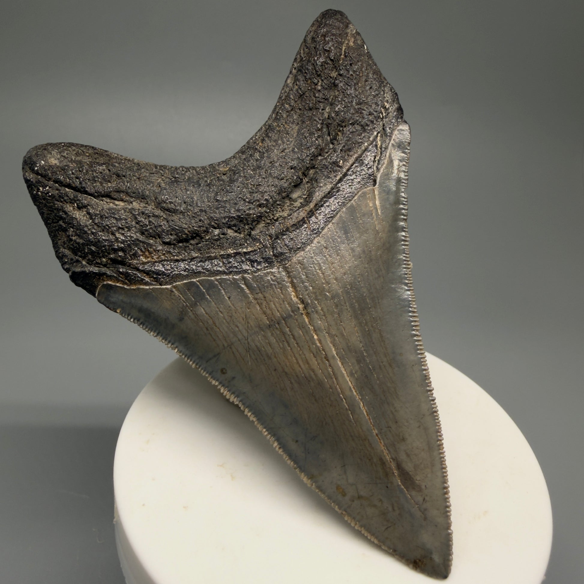 Back Left View Authentic Lower 3.62" Collector Megalodon Tooth – Colorful Fossil Megalodon Tooth from South Carolina for Sale CM5518