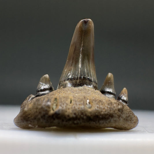 Very Rare 0.36" Fossil Paraorthacodus clarkii Shark Tooth from Maryland R612 - Front
