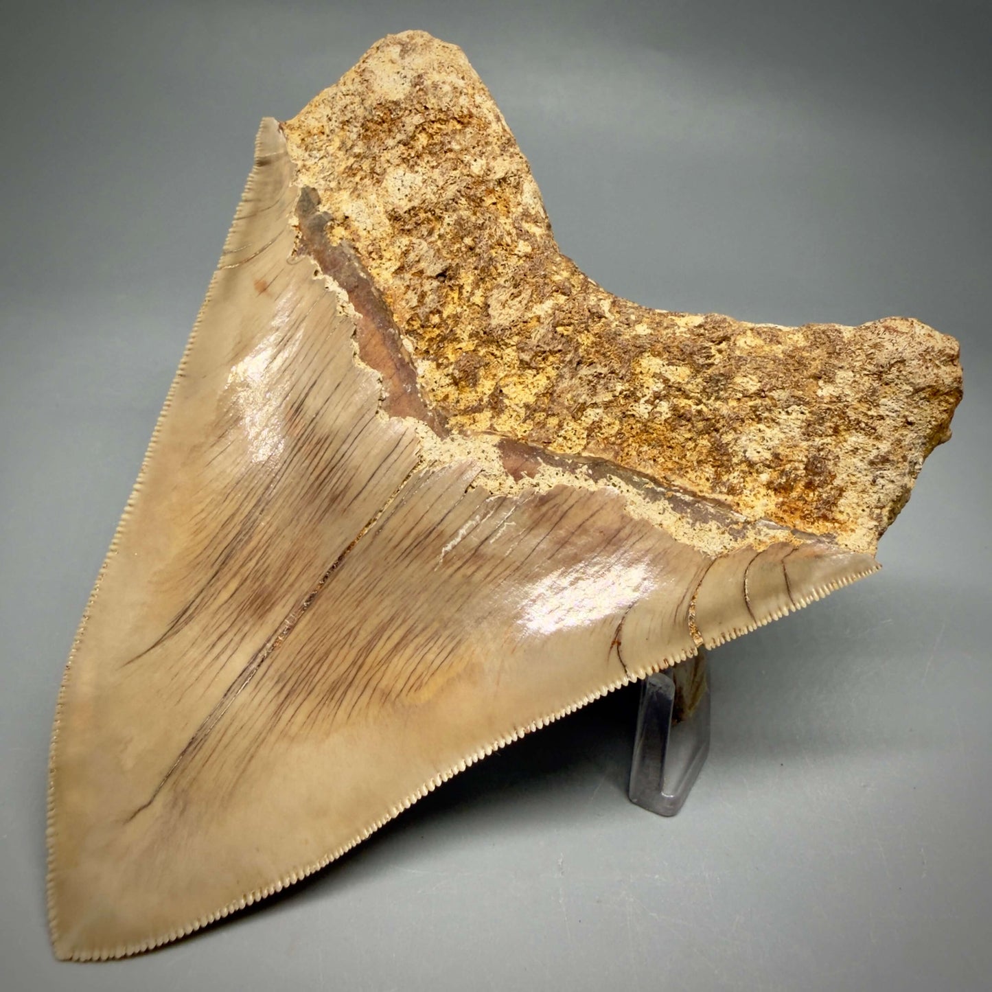 Back Right View Collector's Quality 4.86" Fossil Megalodon Shark Tooth from West Java, Indonesia MJ180