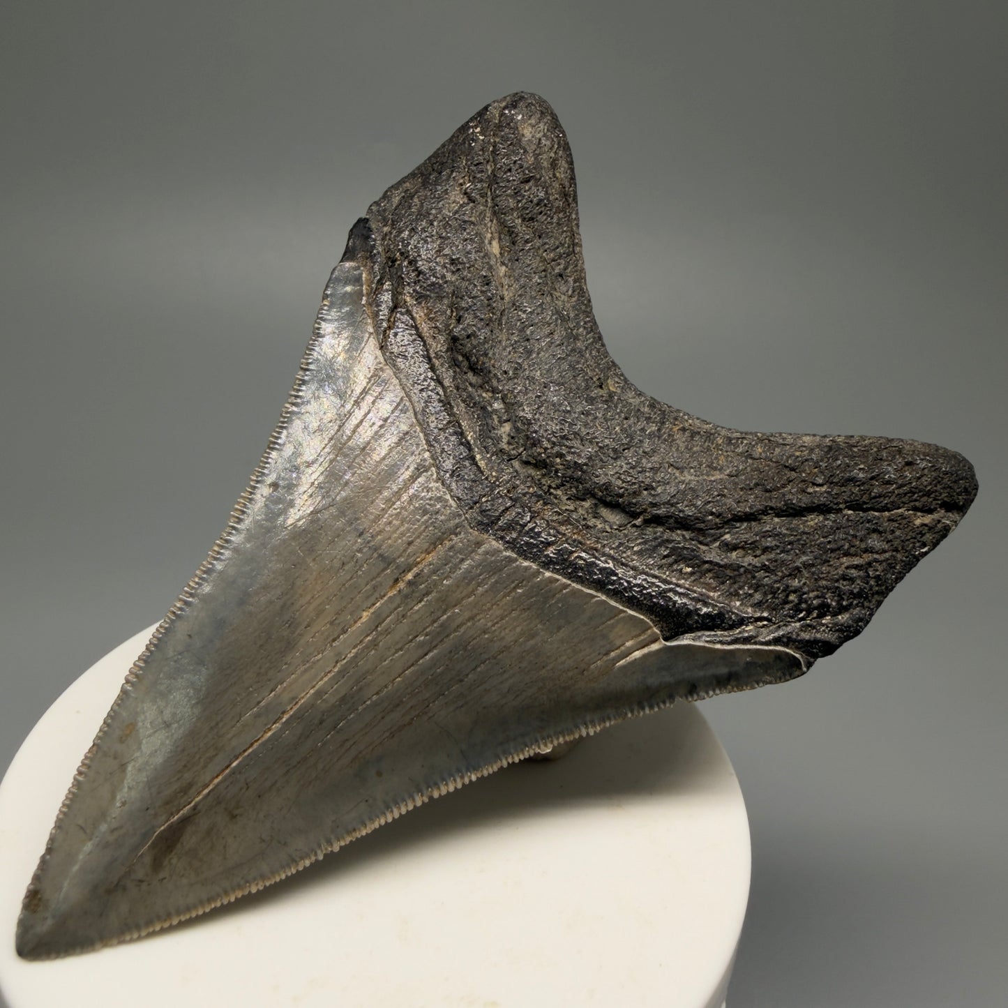 Back Right View Authentic Lower 3.62" Collector Megalodon Tooth – Colorful Fossil Megalodon Tooth from South Carolina for Sale CM5518