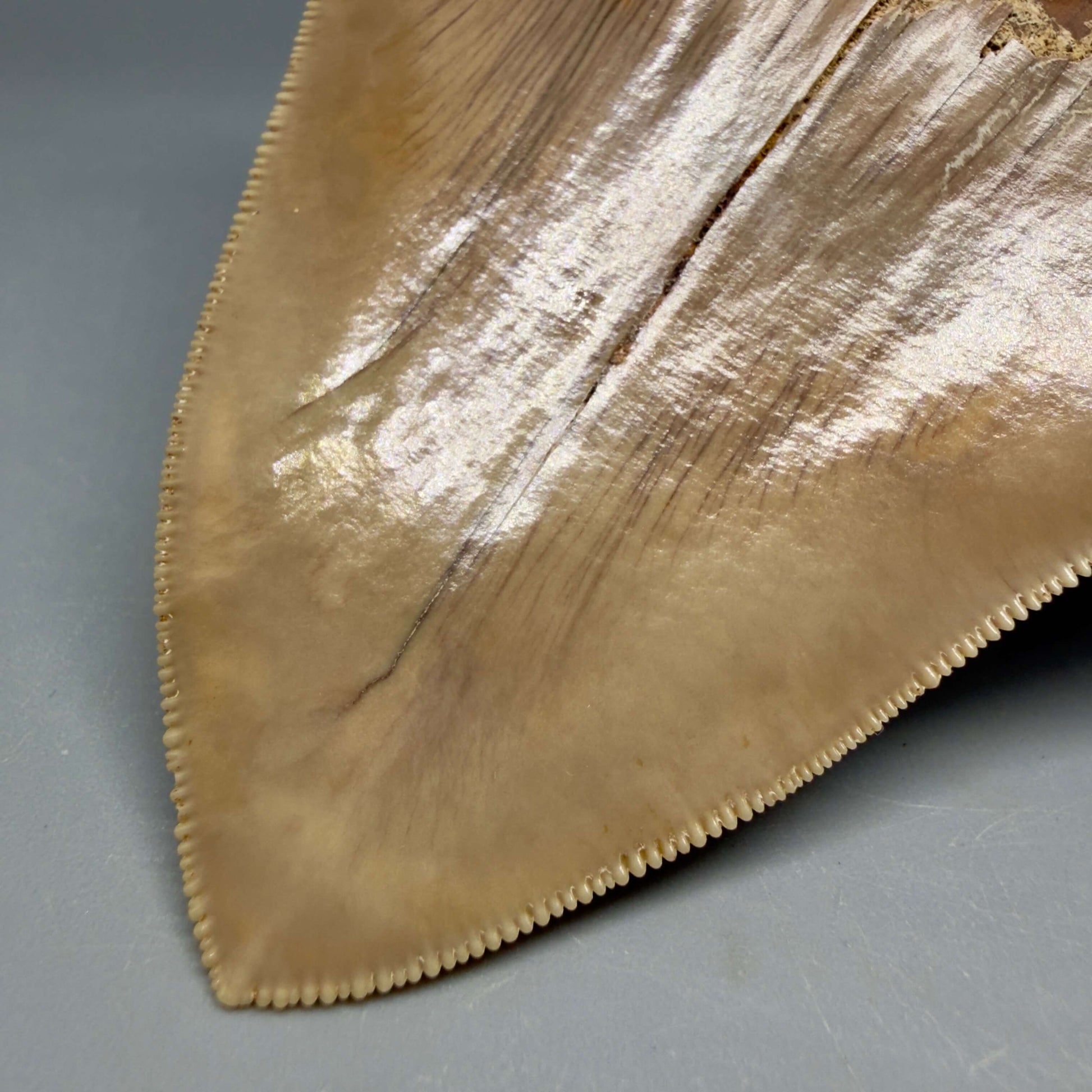 Back Tip detail View Collector's Quality 4.86" Fossil Megalodon Shark Tooth from West Java, Indonesia MJ180
