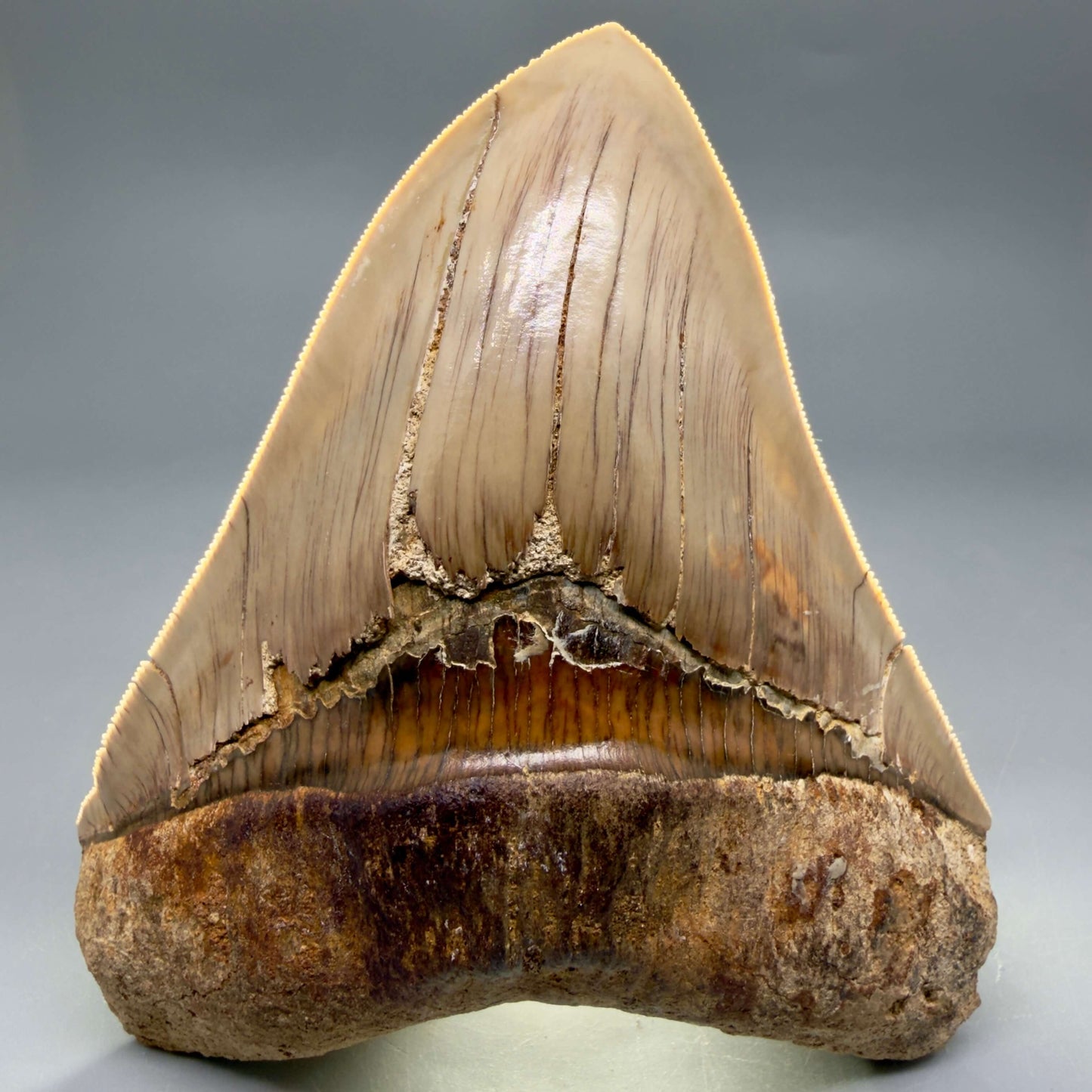 Front View Collector's Quality 4.86" Fossil Megalodon Shark Tooth from West Java, Indonesia MJ180 - 3