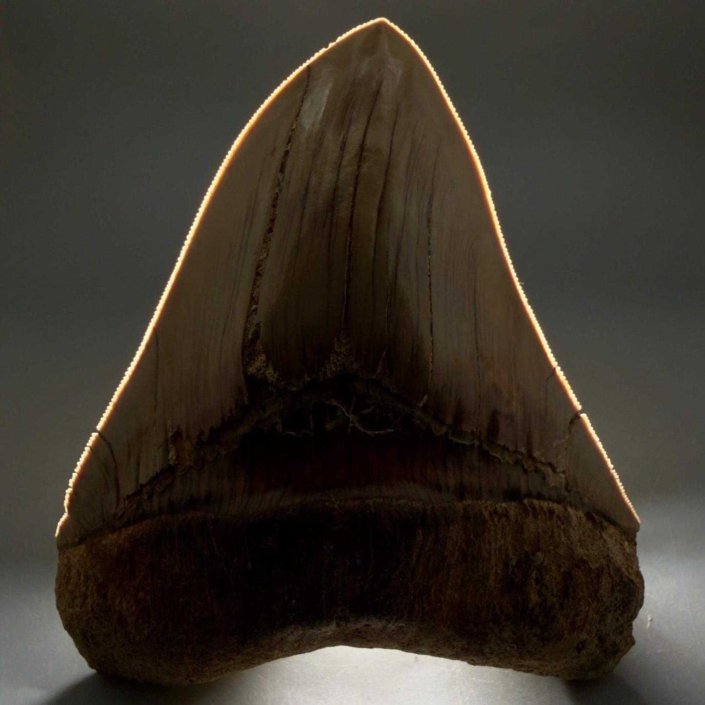 Front View Collector's Quality 4.86" Fossil Megalodon Shark Tooth from West Java, Indonesia MJ180 - 2