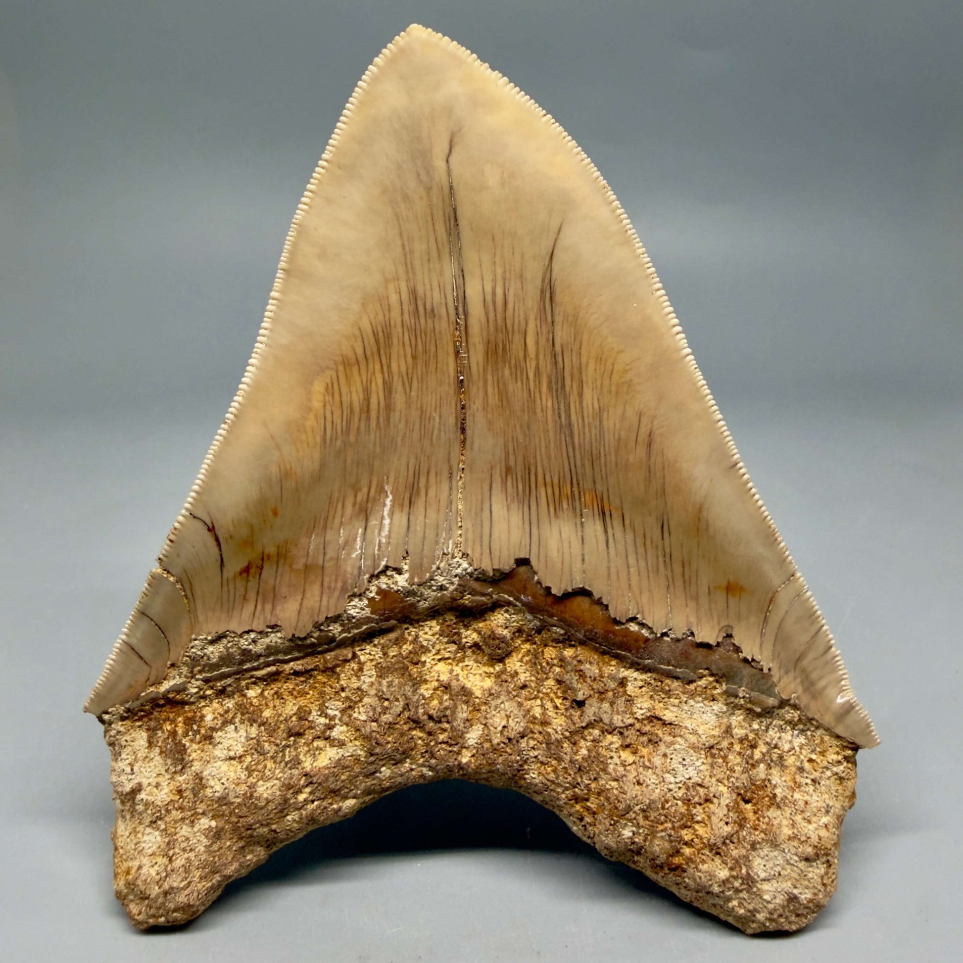 Back detail View Collector's Quality 4.86" Fossil Megalodon Shark Tooth from West Java, Indonesia MJ180