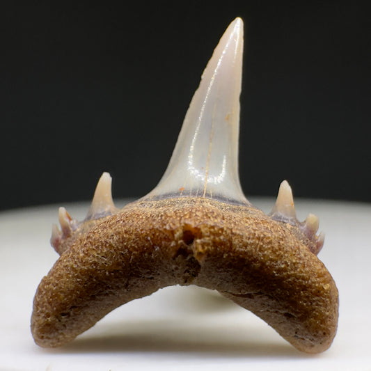 Beautiful rare 0.71" Fossil Smalltooth Sand Tiger tooth from Antofagasta, Chile R620 - Front