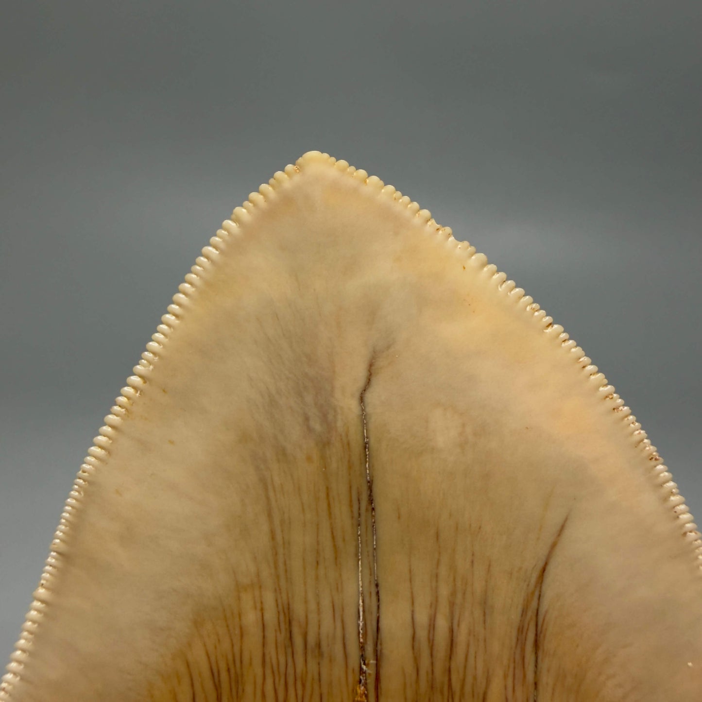 Back Tip detail View Collector's Quality 4.86" Fossil Megalodon Shark Tooth from West Java, Indonesia MJ180