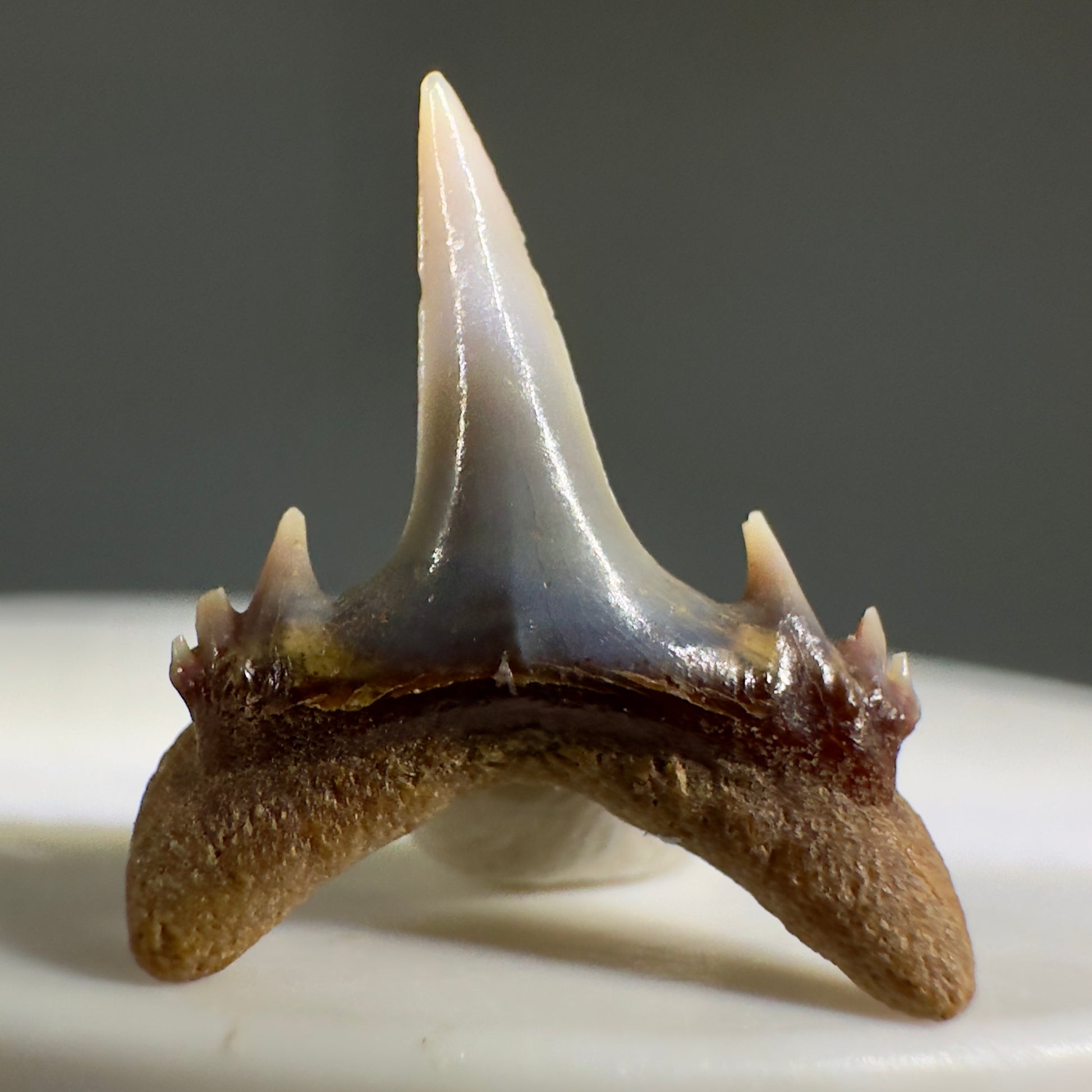 Beautiful rare 0.71" Fossil Smalltooth Sand Tiger tooth from Antofagasta, Chile R620 - Back1