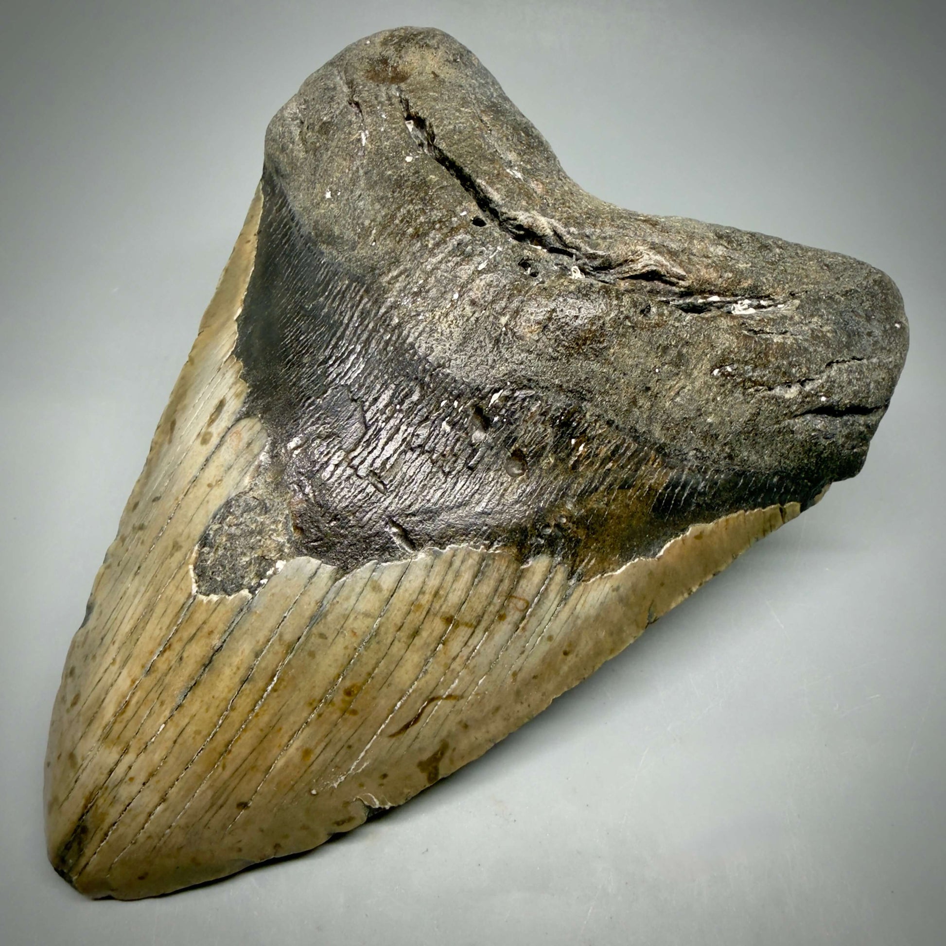 Front Right View Extra Large Monster 6.55" Authentic Megalodon Tooth – Fossil from North Carolina CM6451