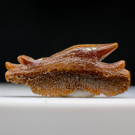 Rare, gorgeous 0.56" Fossil Echinorhinus blakei - Bramble Shark Tooth - Chile R619 - Front