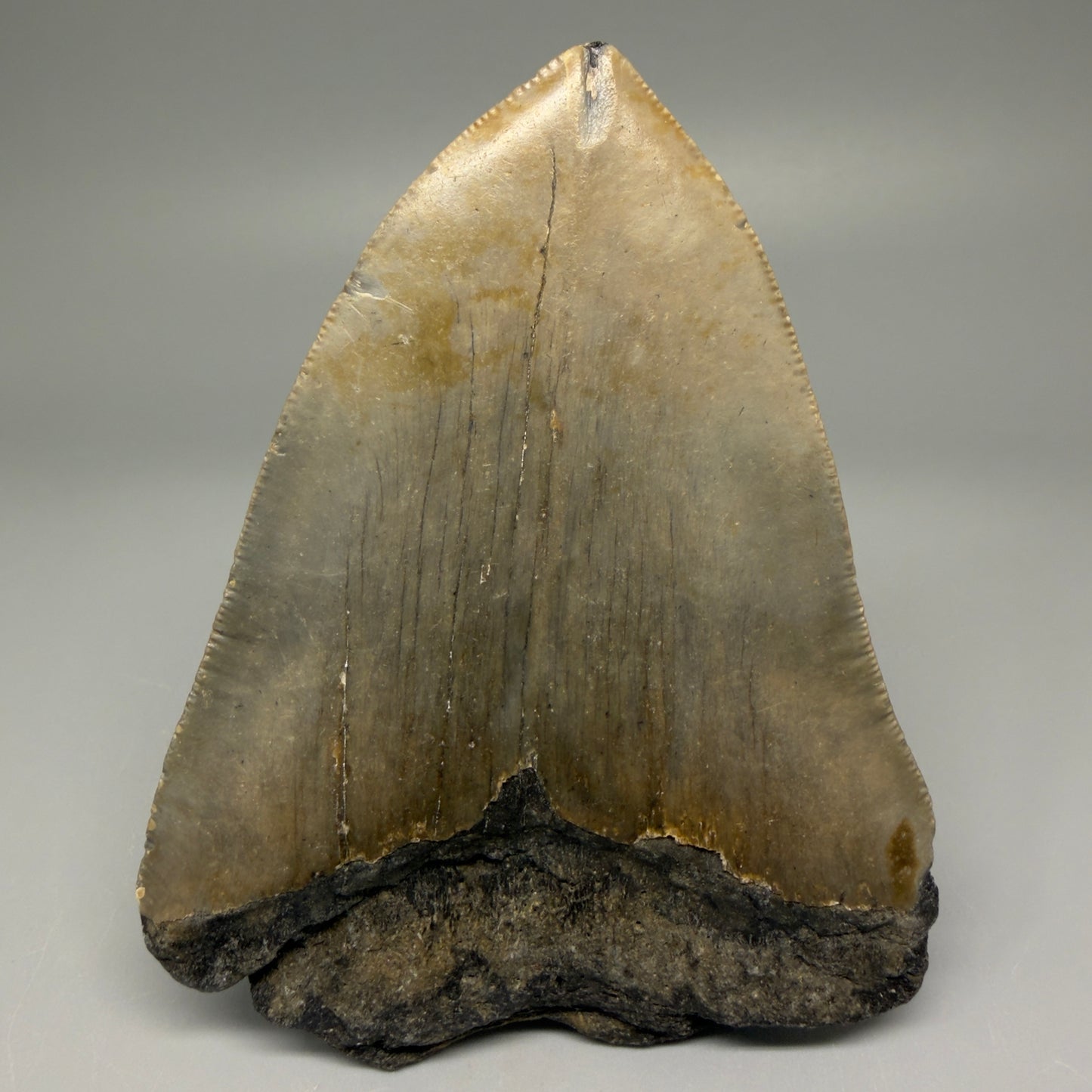 Back View Symmetric 3.80" Fossil Megalodon Tooth from North Carolina - megalodonteeth.com 