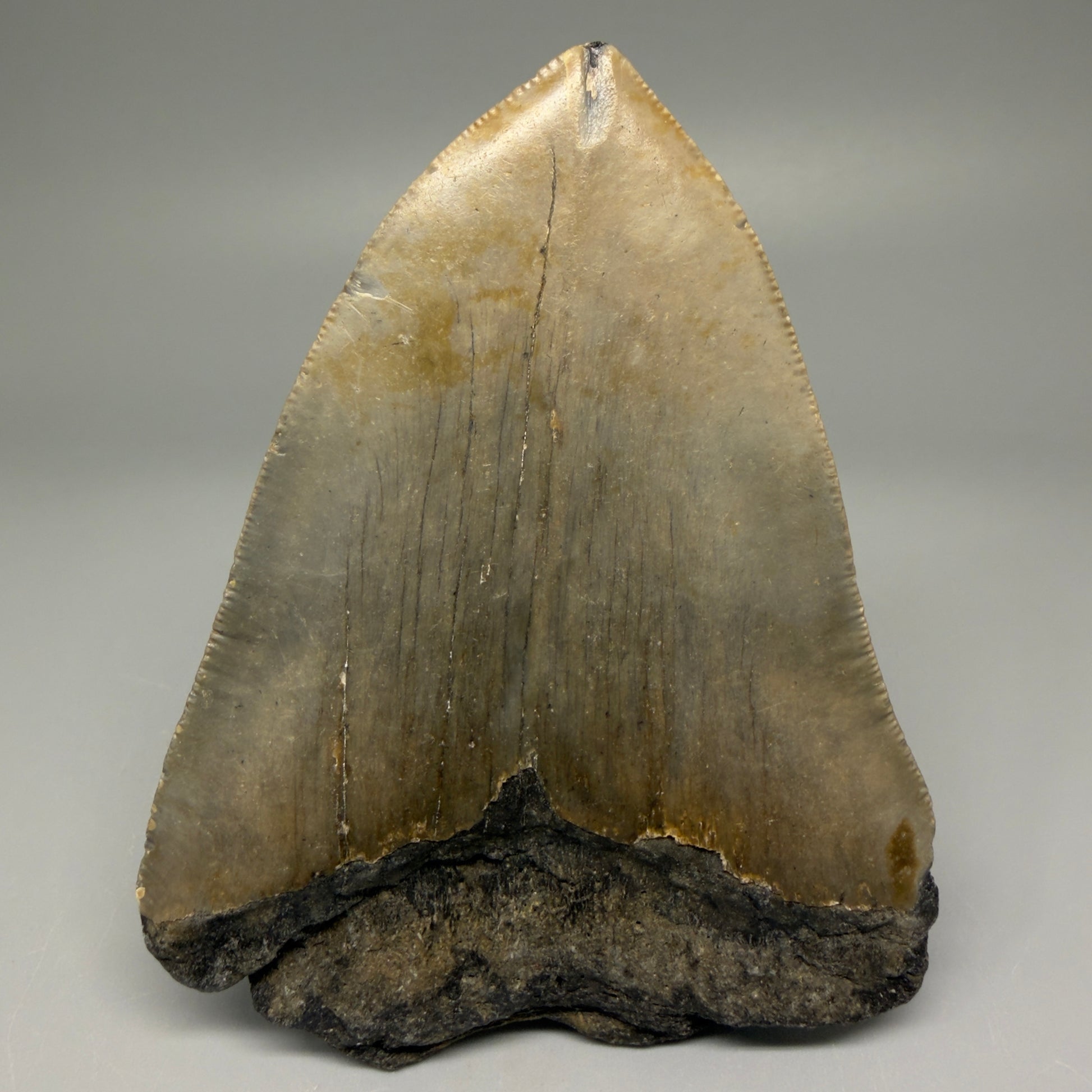 Back View Symmetric 3.80" Fossil Megalodon Tooth from North Carolina - megalodonteeth.com 