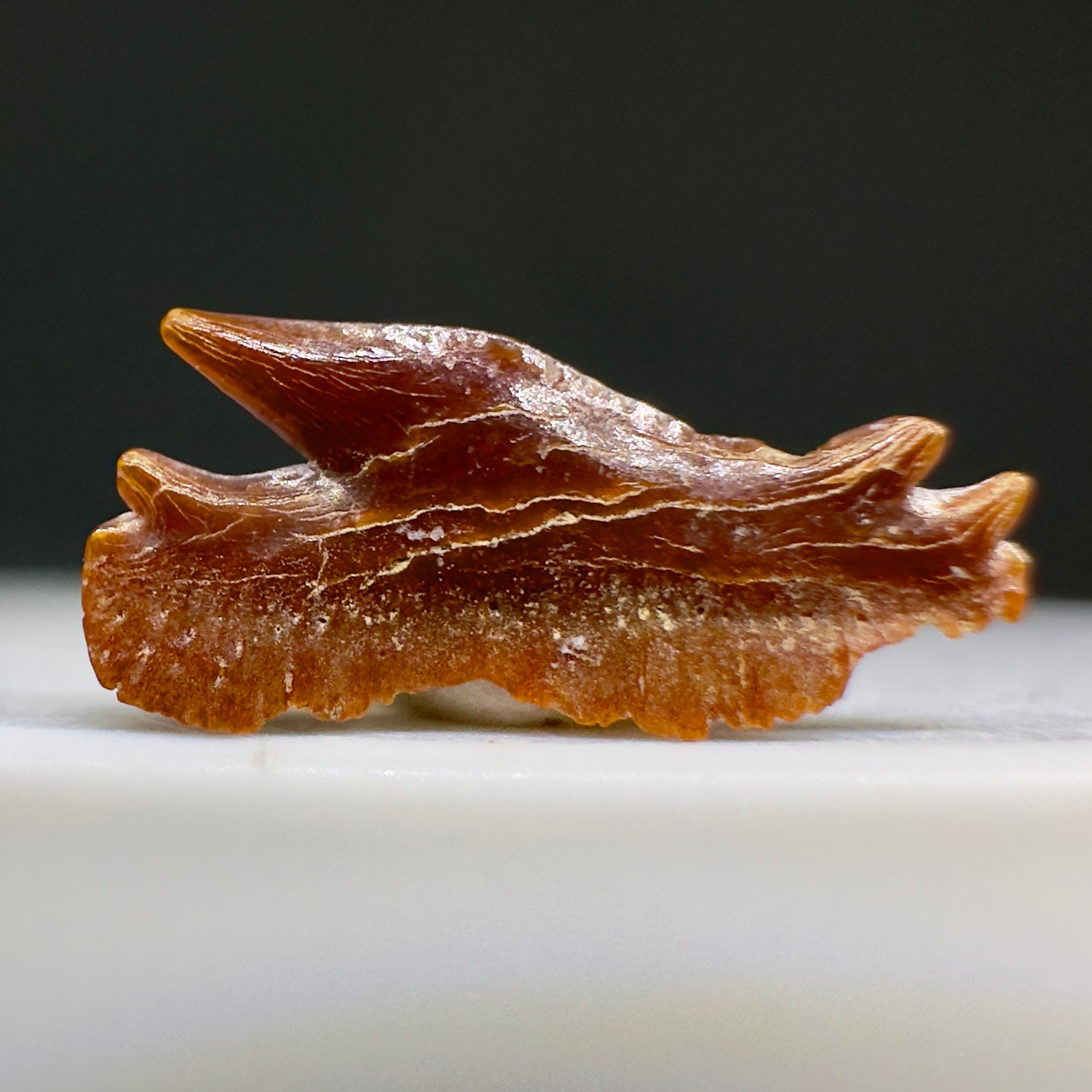Rare, gorgeous 0.56" Fossil Echinorhinus blakei - Bramble Shark Tooth - Chile R619 - Back