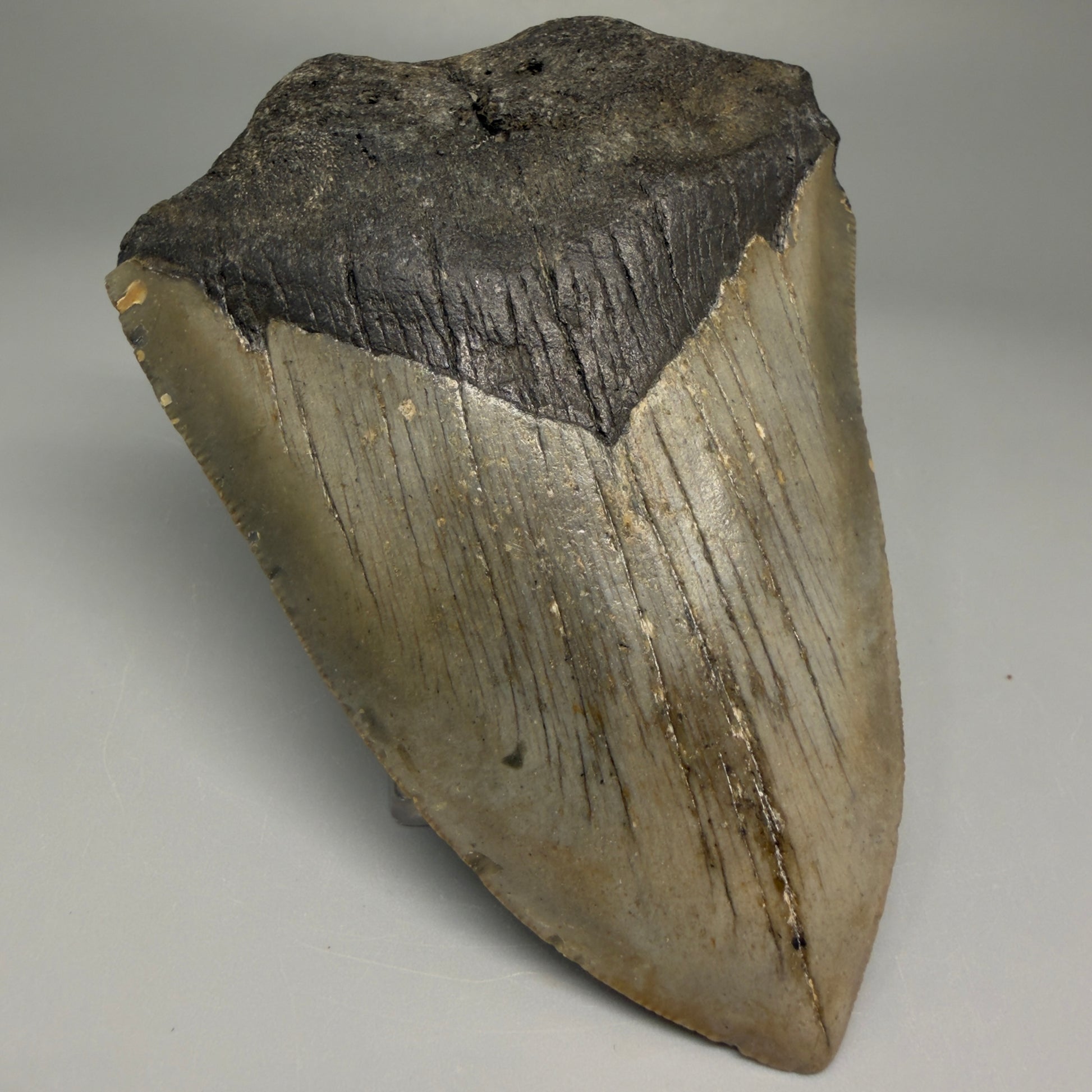 Front Left View Symmetric 3.80" Fossil Megalodon Tooth from North Carolina - megalodonteeth.com 