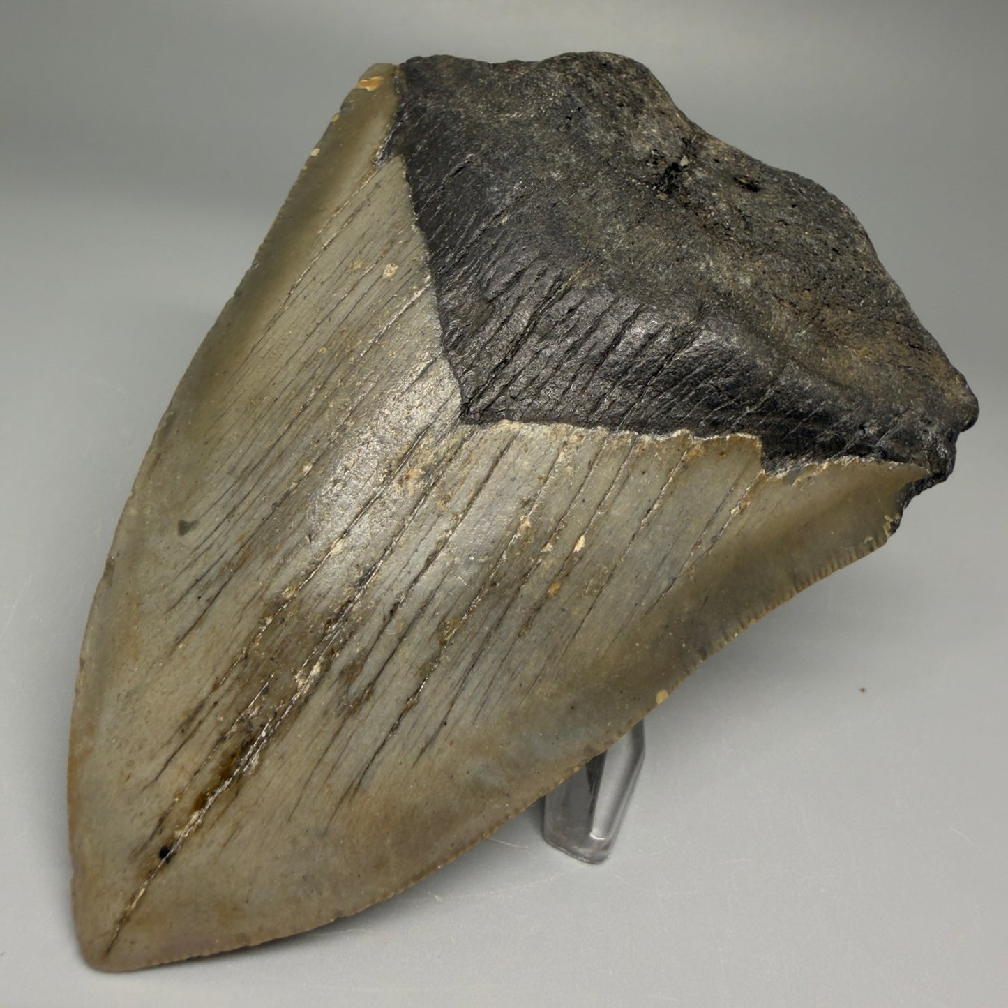 Front Right View Symmetric 3.80" Fossil Megalodon Tooth from North Carolina - megalodonteeth.com 