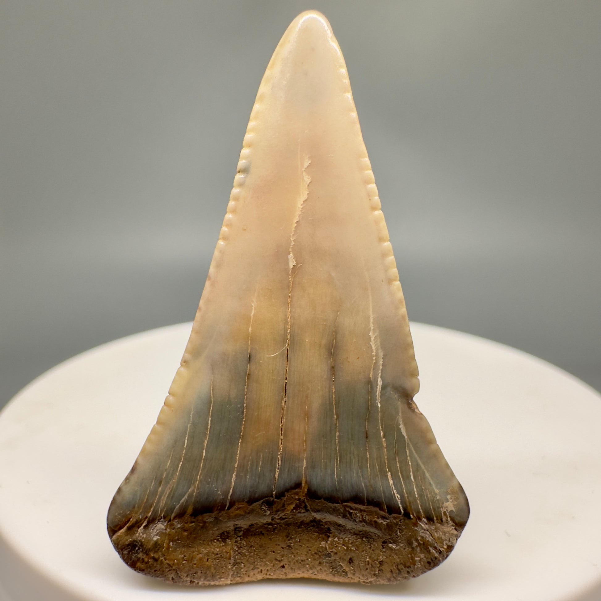 Colorful 1.56" Fossil Great White Tooth from Sacaco, Peru GW1146 - Back