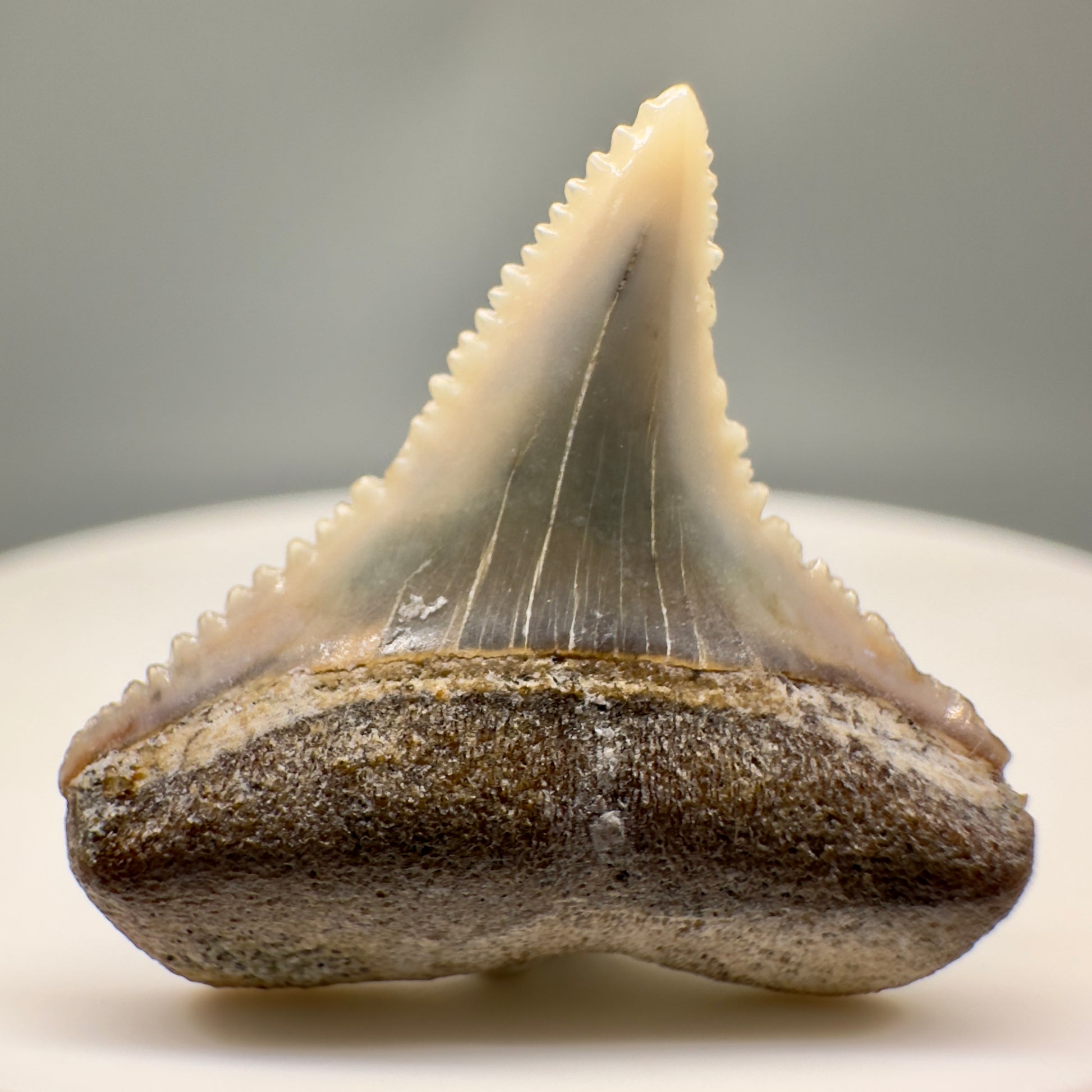 Posterior 0.93" Fossil Great White Tooth from Peru GW1142 - Front