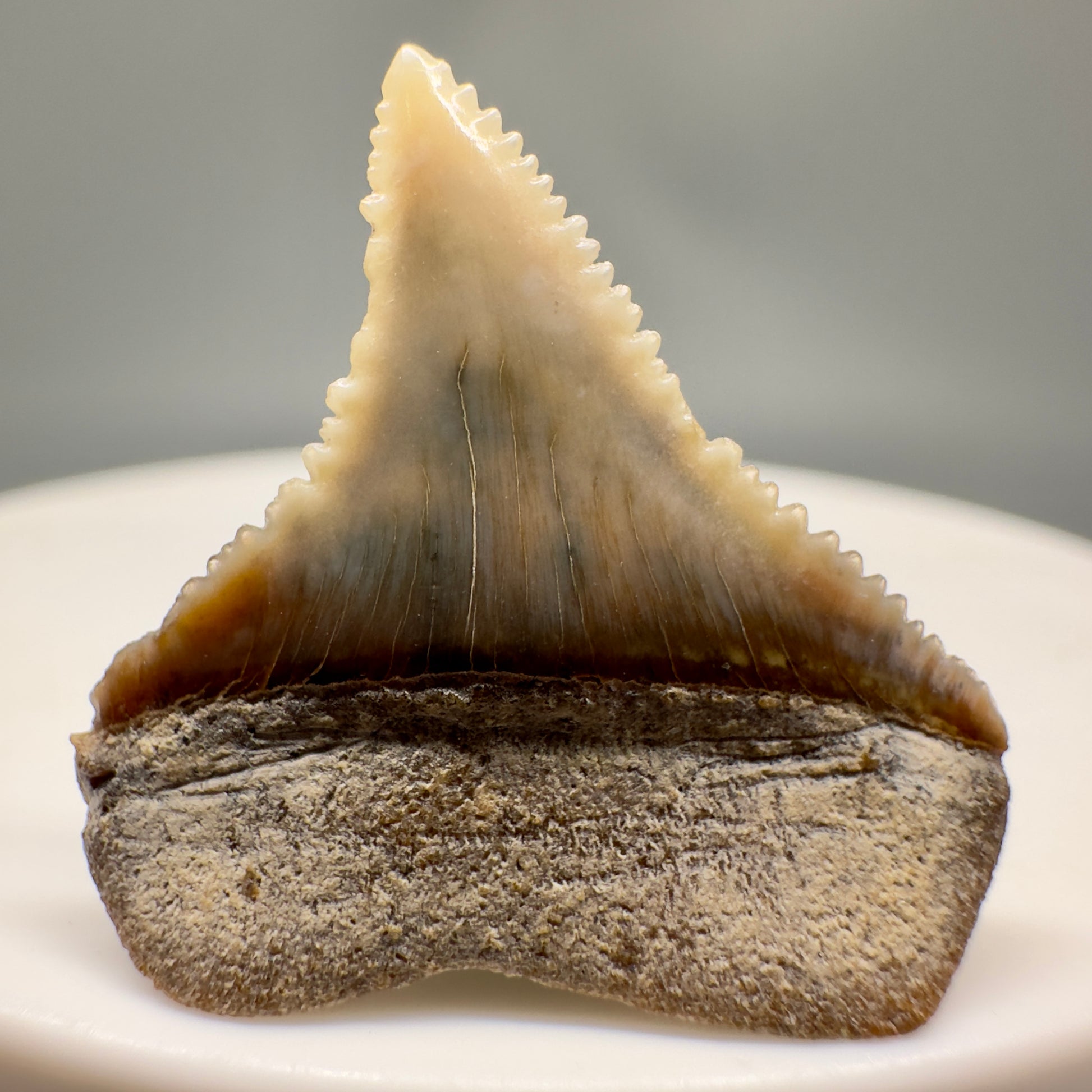 Posterior 0.93" Fossil Great White Tooth from Peru GW1142 - Back 